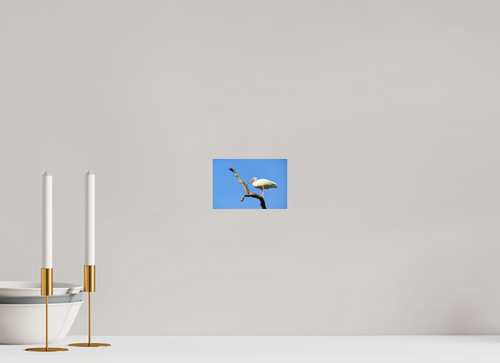 6 x 4″, Photo Print On Fuji Crystal DP II Azure Solitude: The American White Ibis