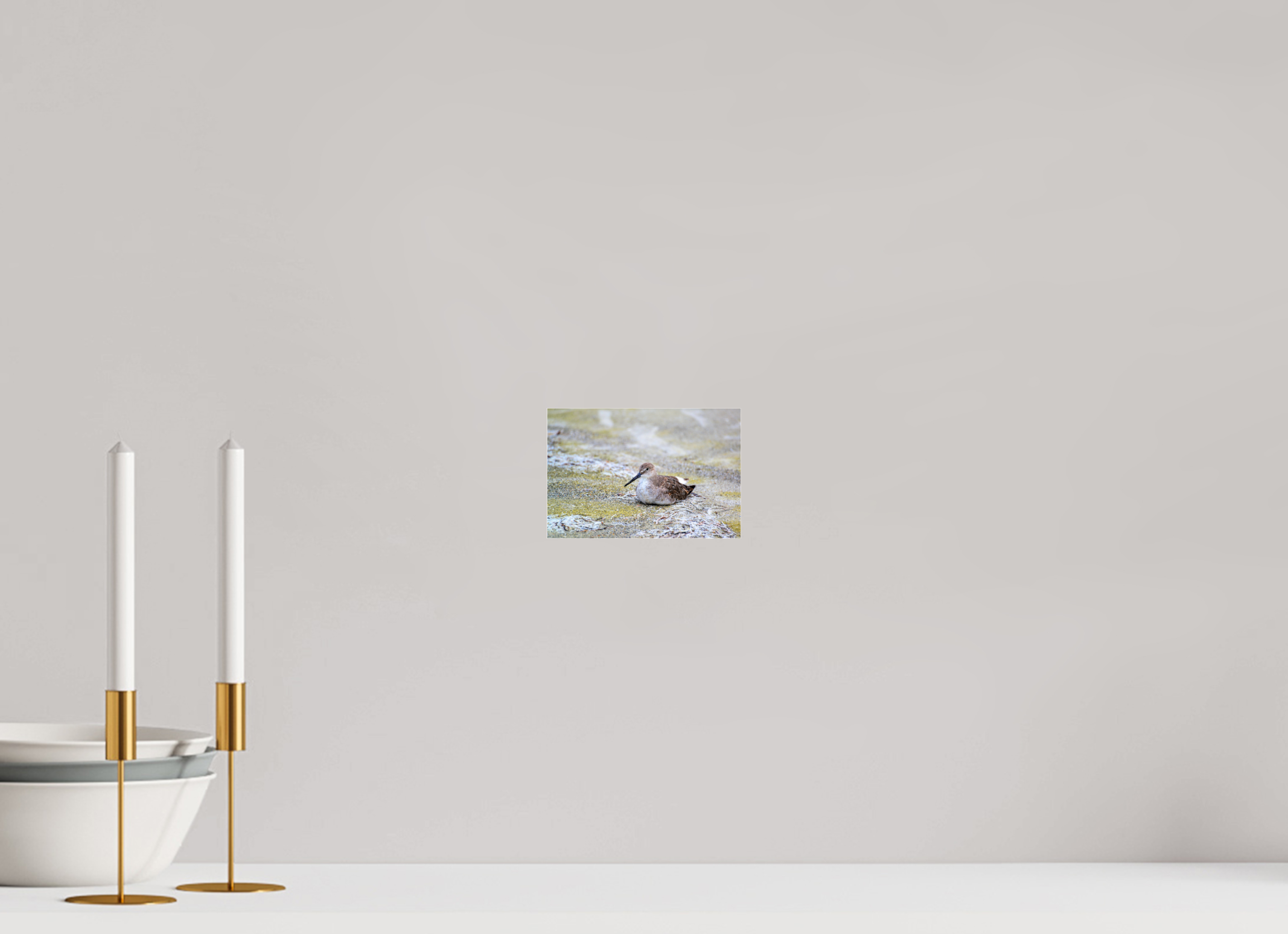 6 x 4″, Photo Print Fuji Crystal Archive Under Acrylic Glass The Resting Willet