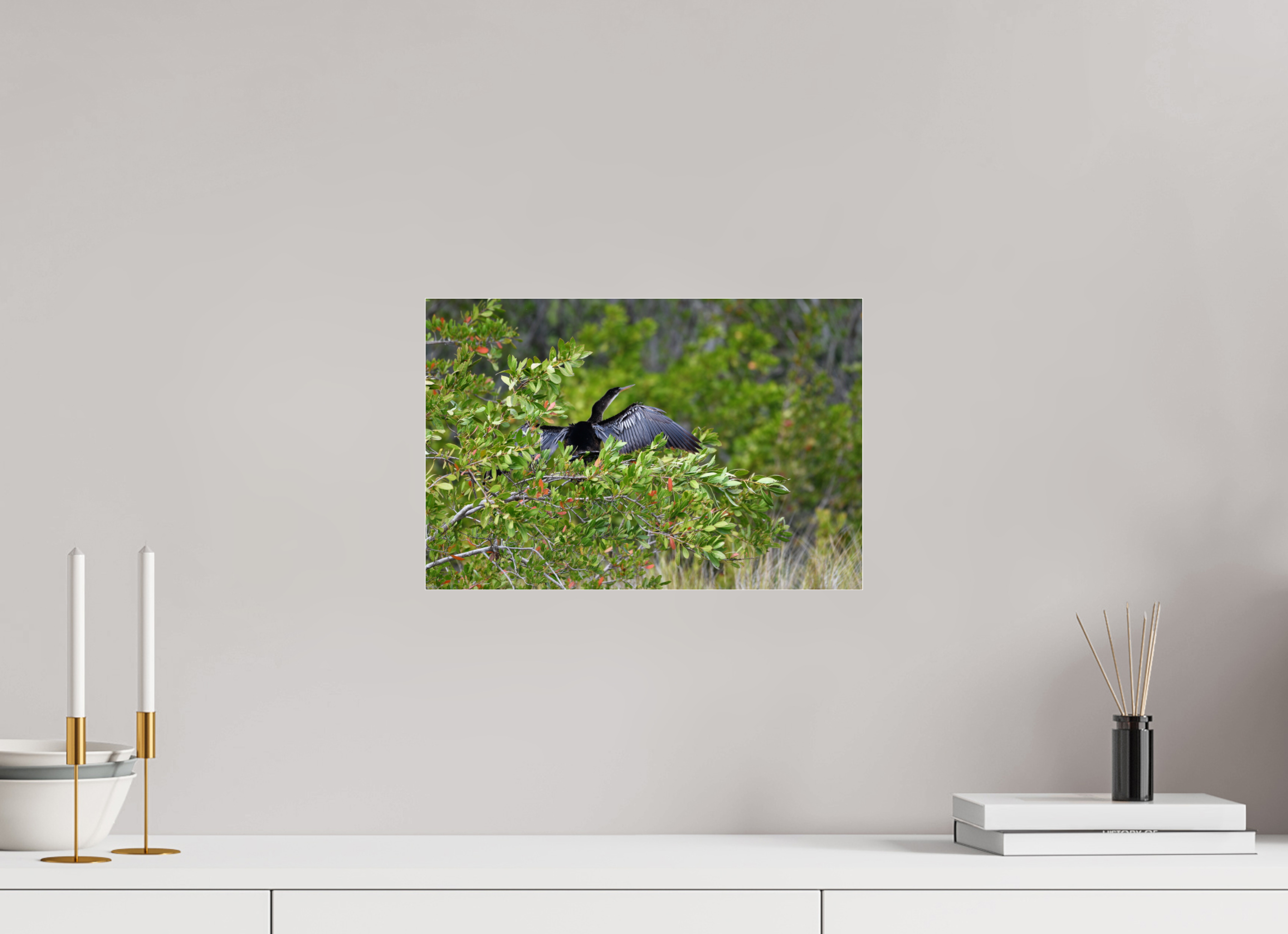 15 x 10″, Photo Print Under Acrylic Glass Florida Anhinga Sunning