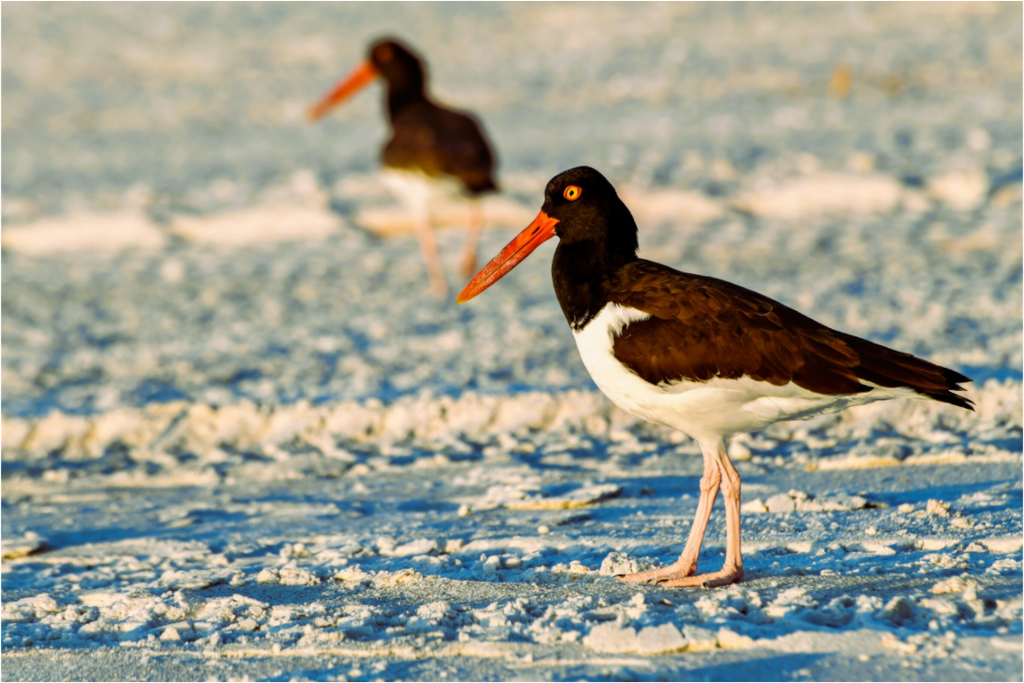 Main image Oystercatcher Stroll