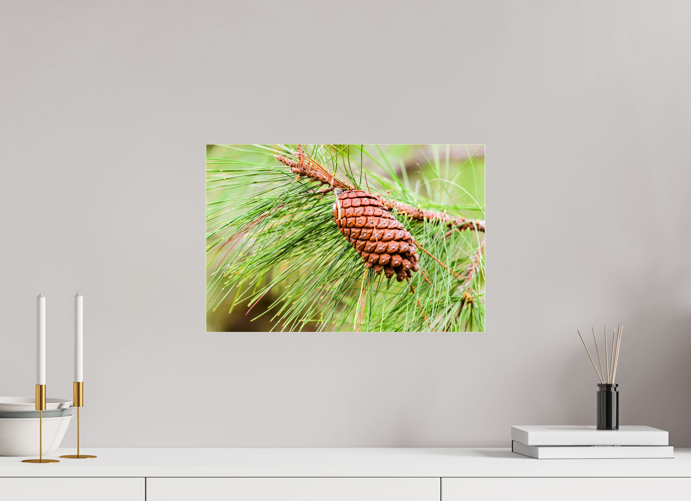 17.8 x 12″, Metallic Photo Print Under Acrylic Glass The Longleaf Pine Cone