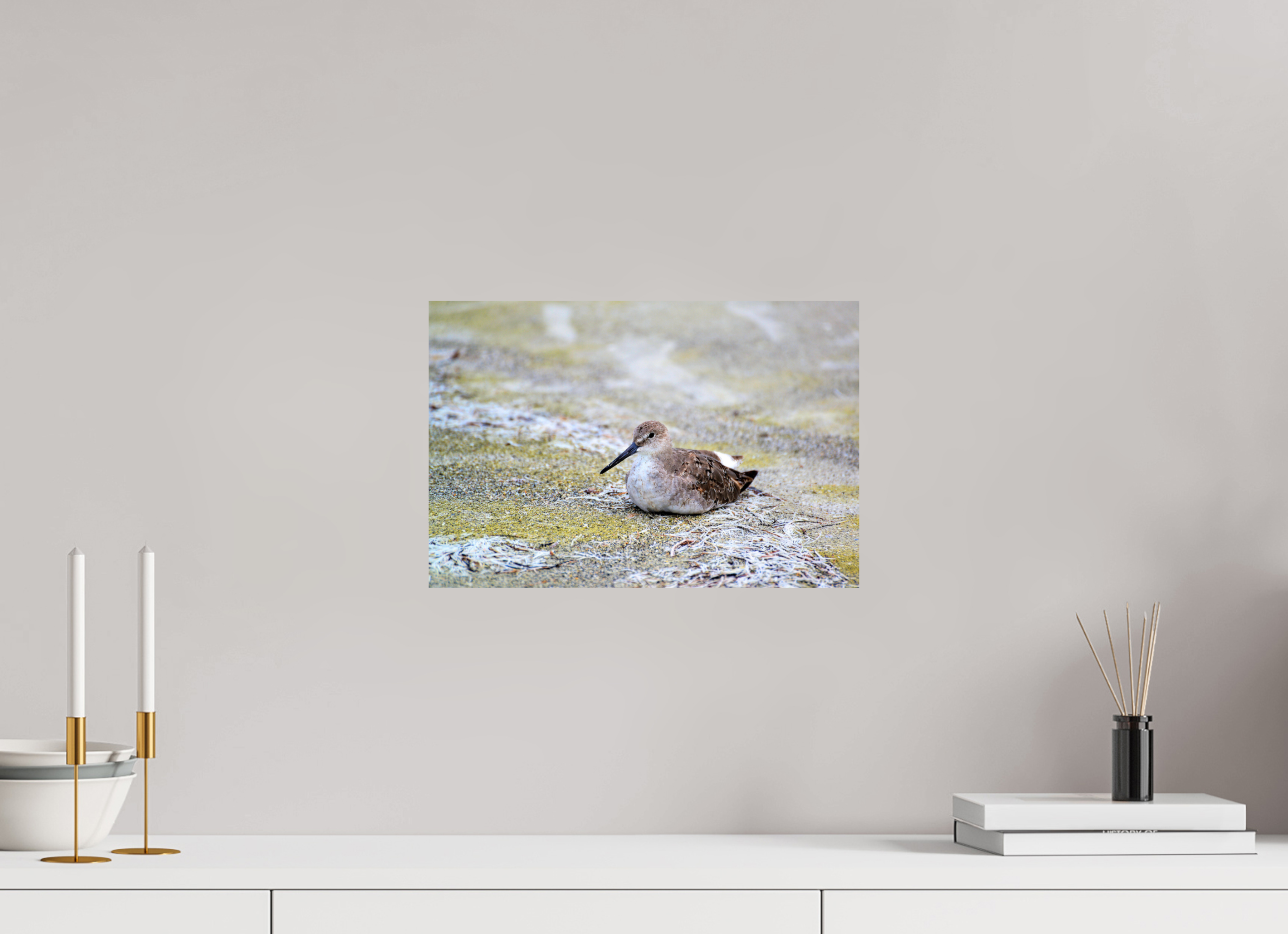 15 x 10″, Photo Print On Fuji Crystal DP II The Resting Willet