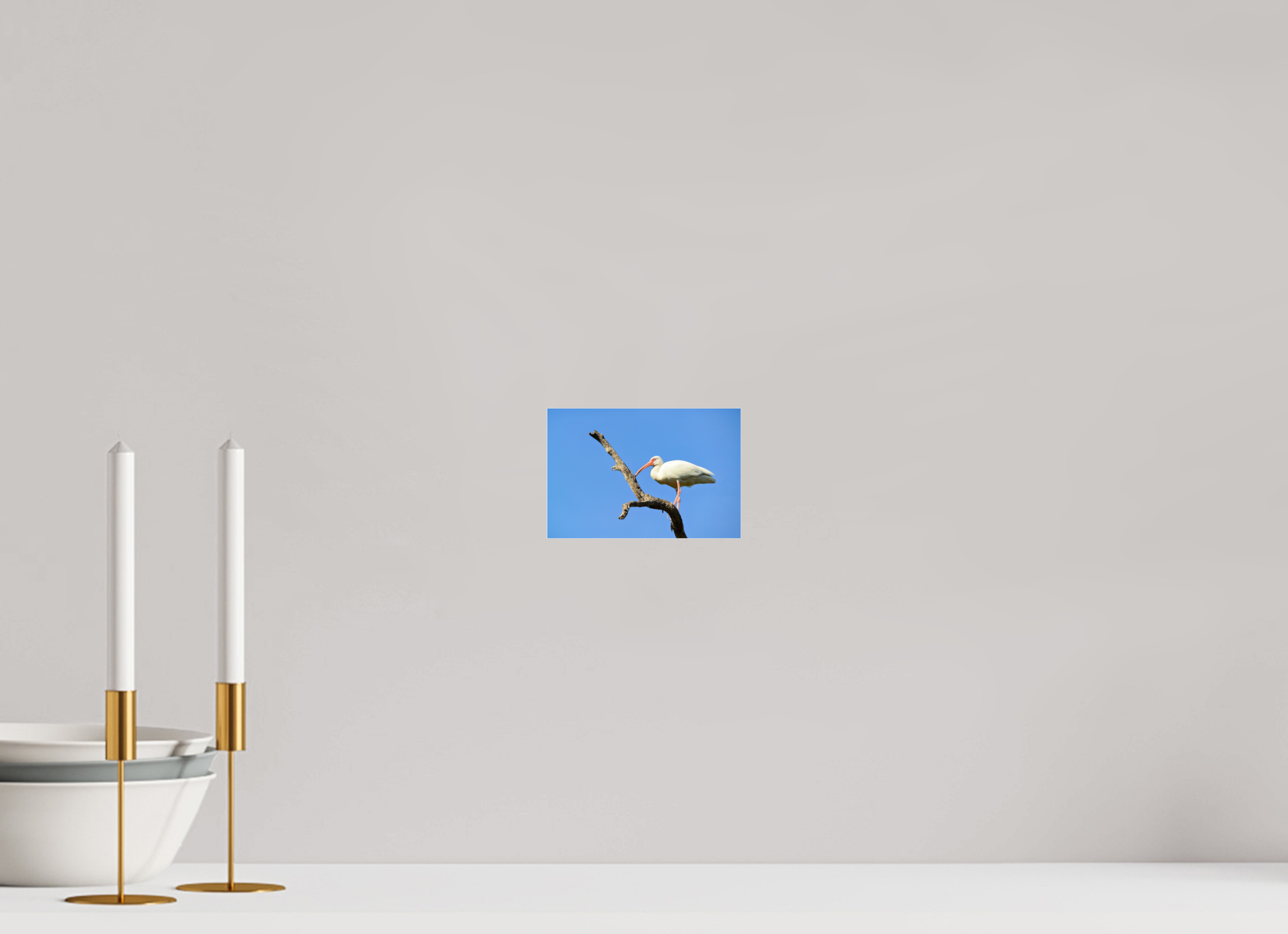 6 x 4″, Photo Print Fuji Crystal Archive Under Acrylic Glass Azure Solitude: The American White Ibis