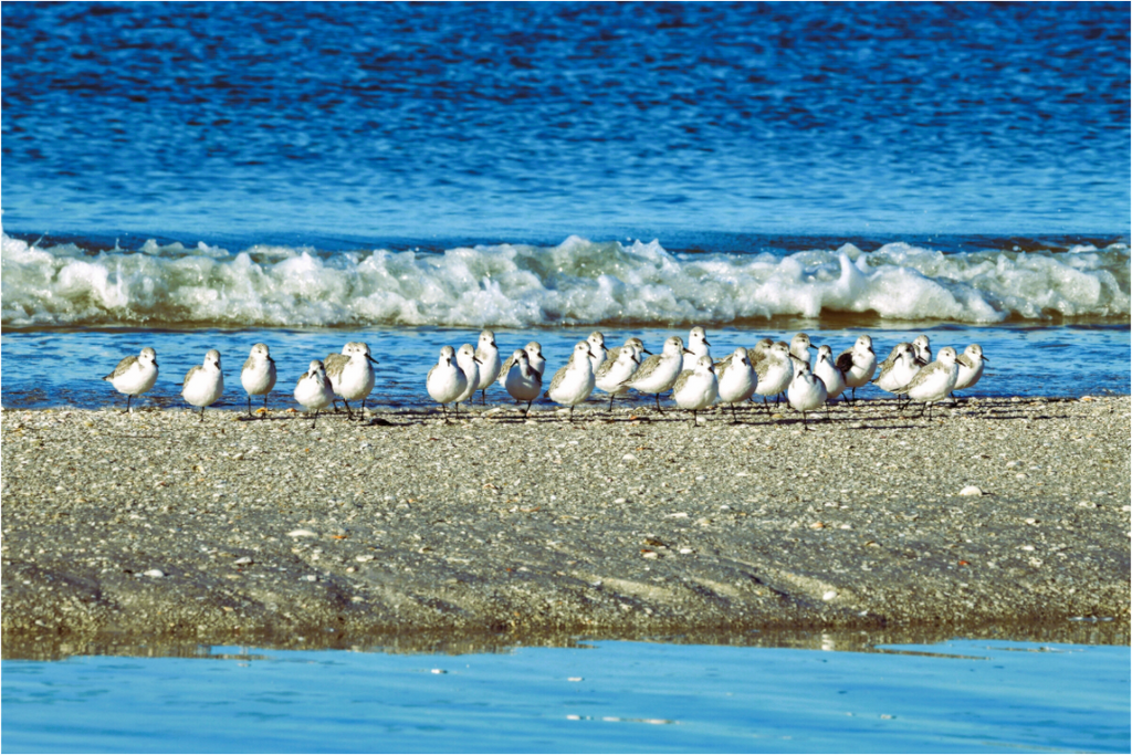 Main image Sanderlings on Standby