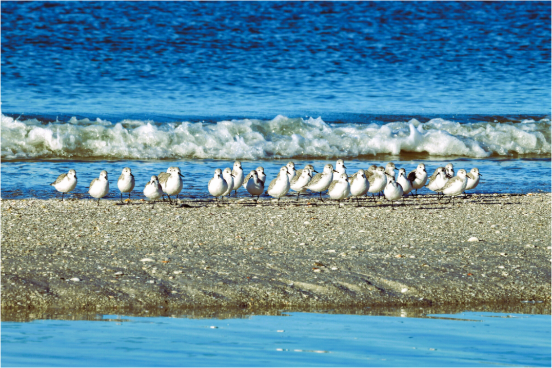 Main image Sanderlings on Standby