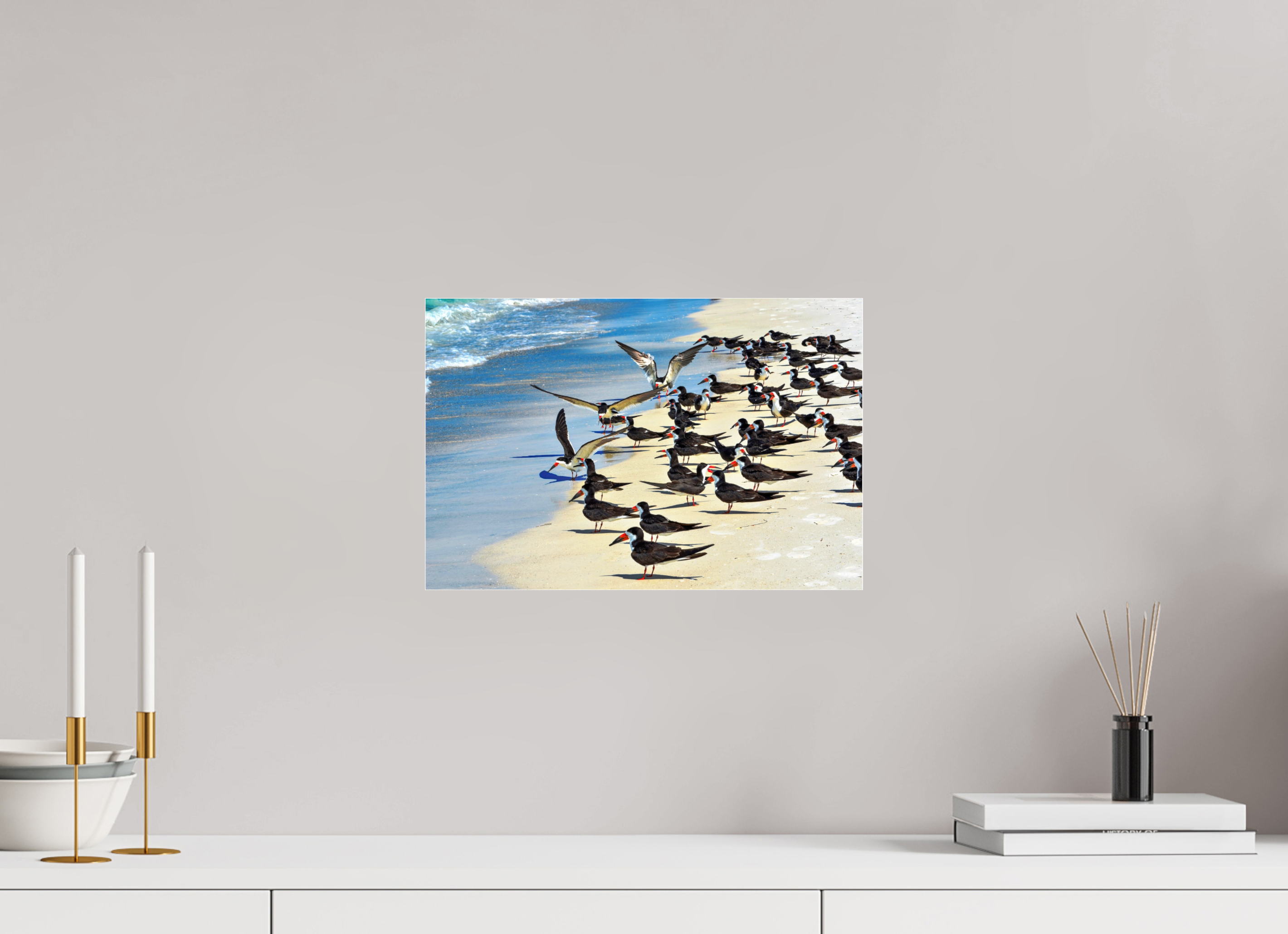 15 x 10″, Photo Print Fuji Crystal Archive Under Acrylic Glass Shoreline Social: Black Skimmer Colony