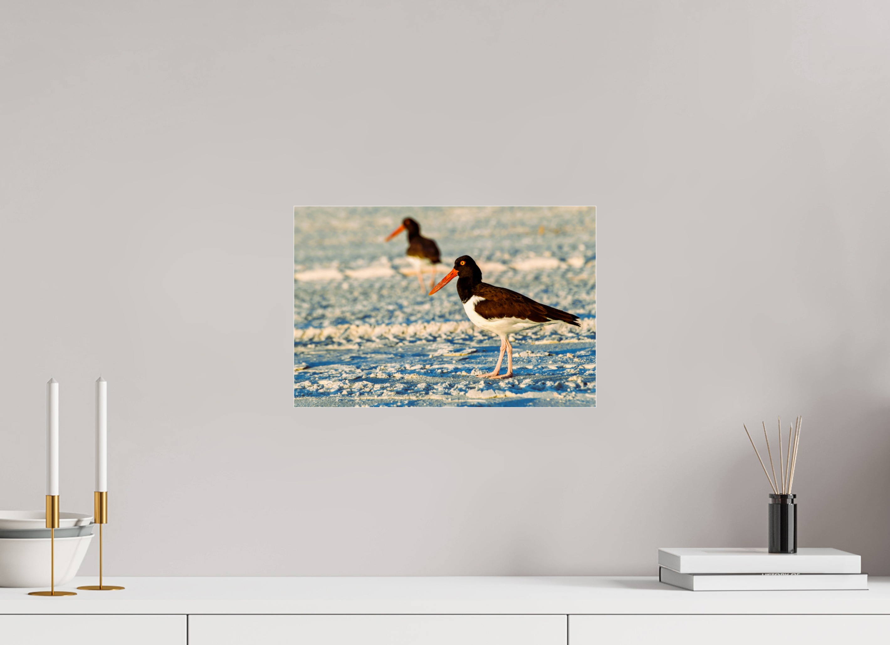 15 x 10″, Metallic Photo Print Under Acrylic Glass Oystercatcher Stroll