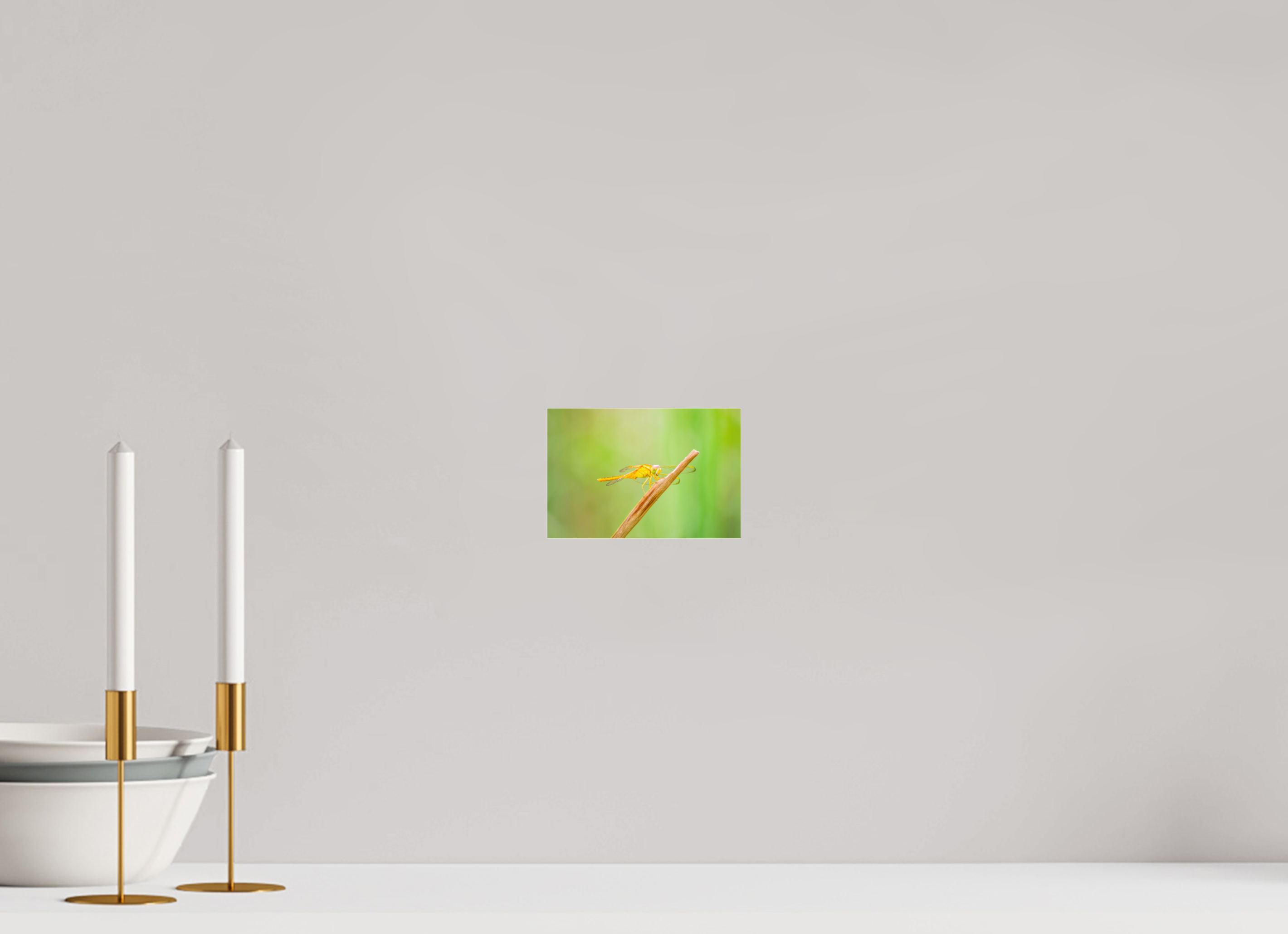6 x 4″, Photo Print Fuji Crystal Archive Under Acrylic Glass Sun-Drenched Golden Scarlet Skimmer