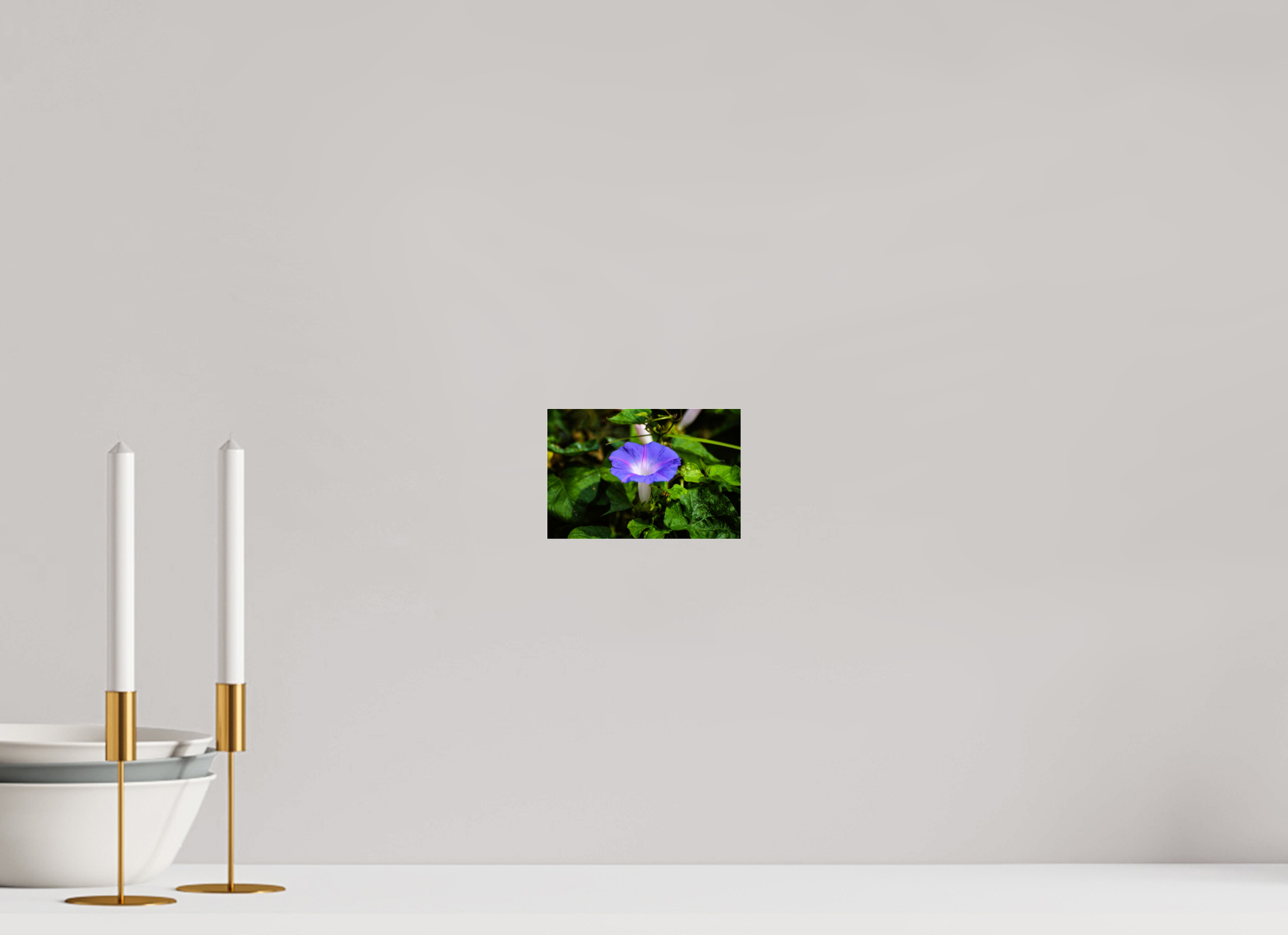 6 x 4″, Metallic Photo Print Under Acrylic Glass Heavenly Blue Morning Glory