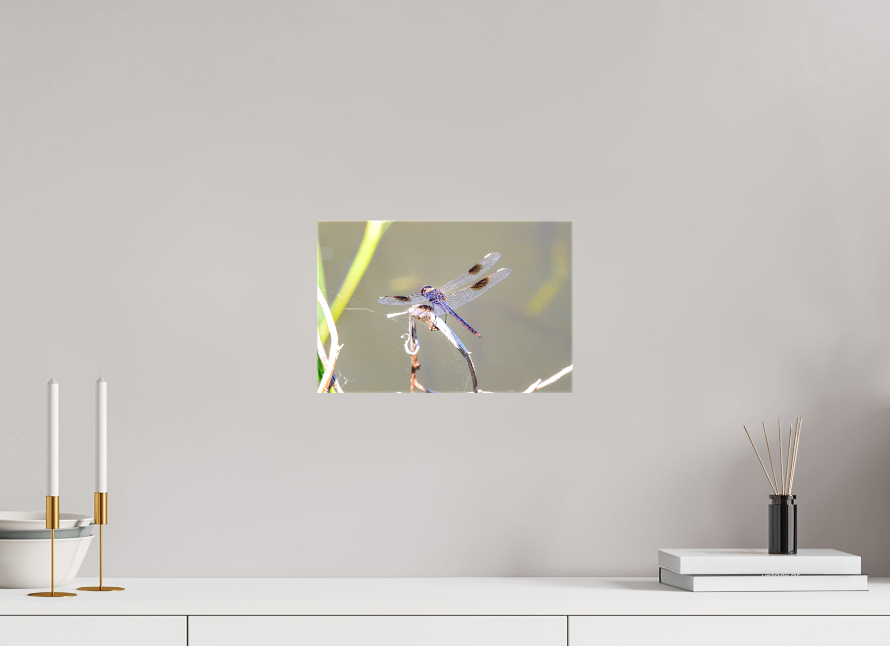 12 x 8″, Glossy Canvas on Stretcher Frame, 1,57" Wrapped Pennant Dragonfly in the Marsh
