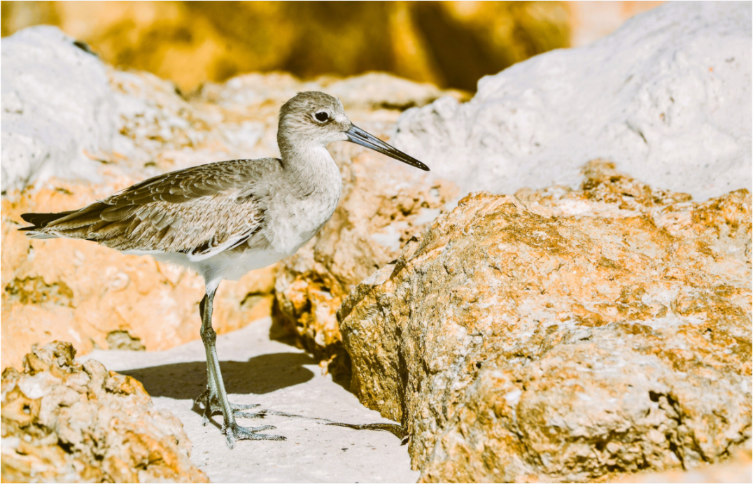 Main image The Sunny Willet
