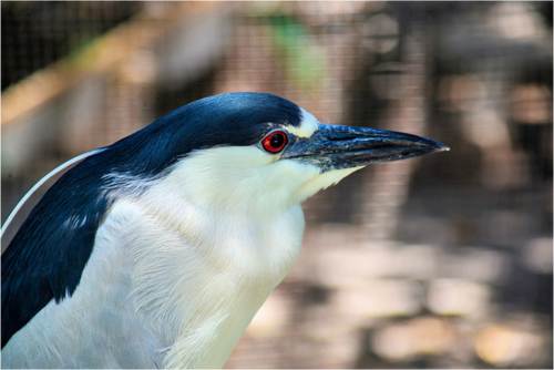 Main image Black-crowned Night Heron