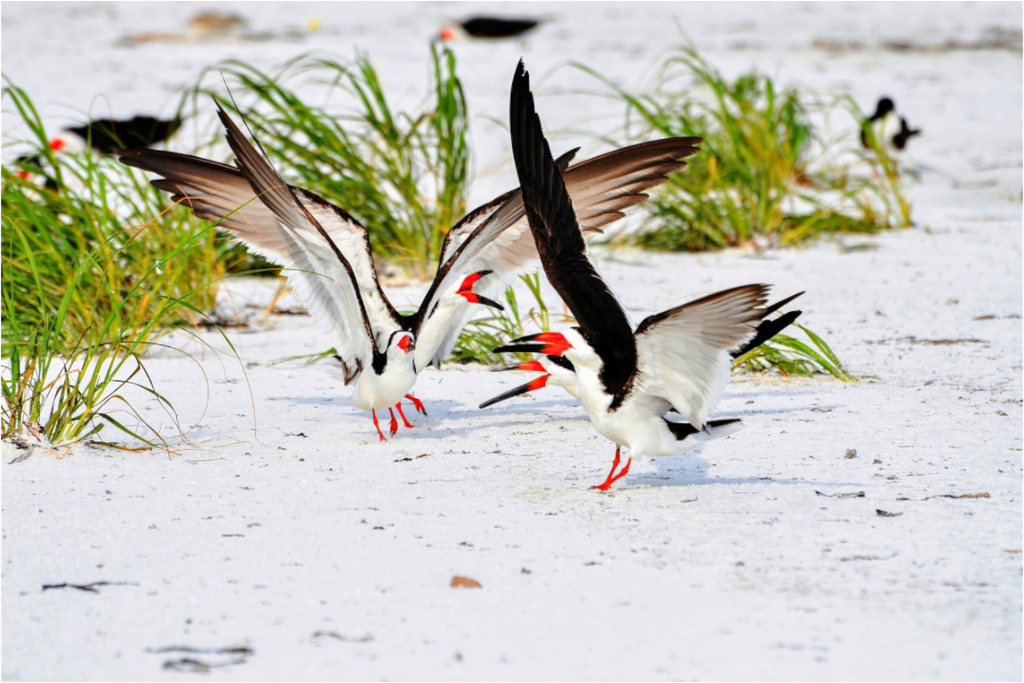 Main image The Skimmer Dance