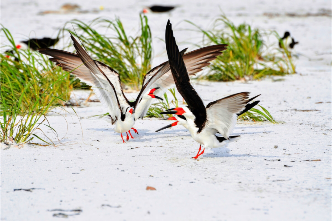 Main image The Skimmer Dance