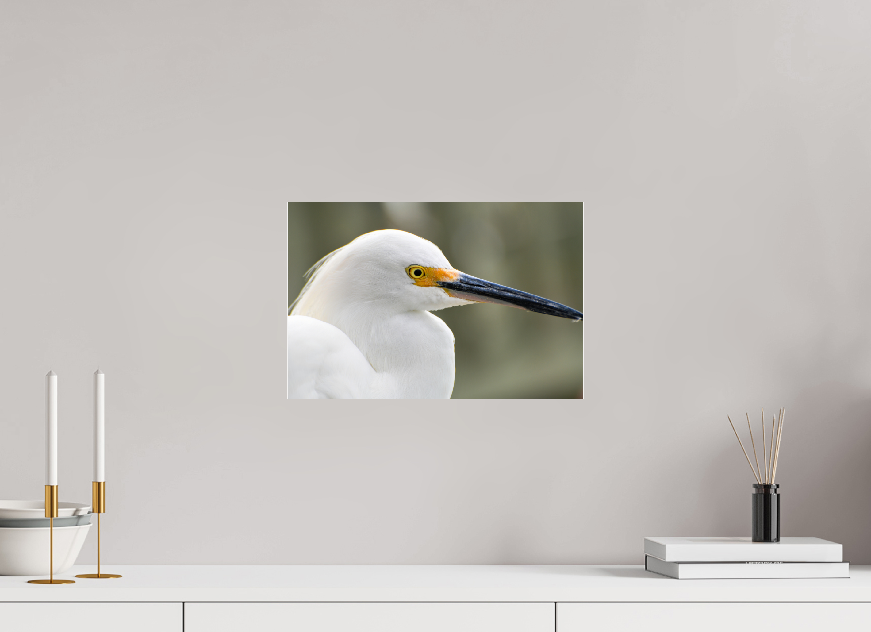 15 x 10″, Metallic Photo Print Under Acrylic Glass The White Plume: Snowy Egret Portrait