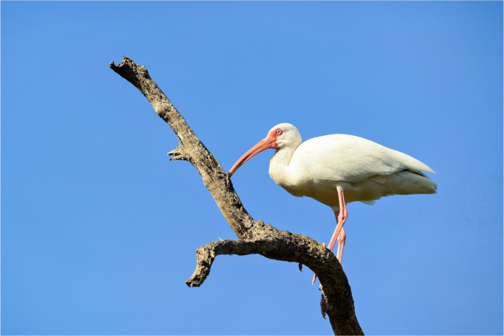 Main image Azure Solitude: The American White Ibis