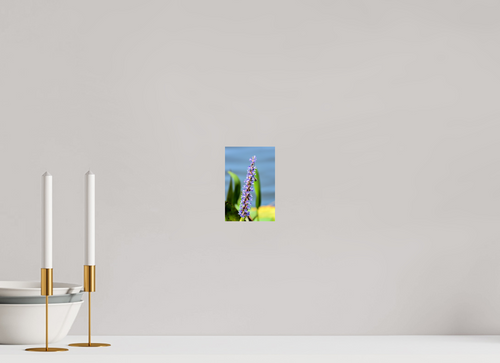 4 x 6″, Photo Print On Fuji Crystal DP II Bloom & Buzz