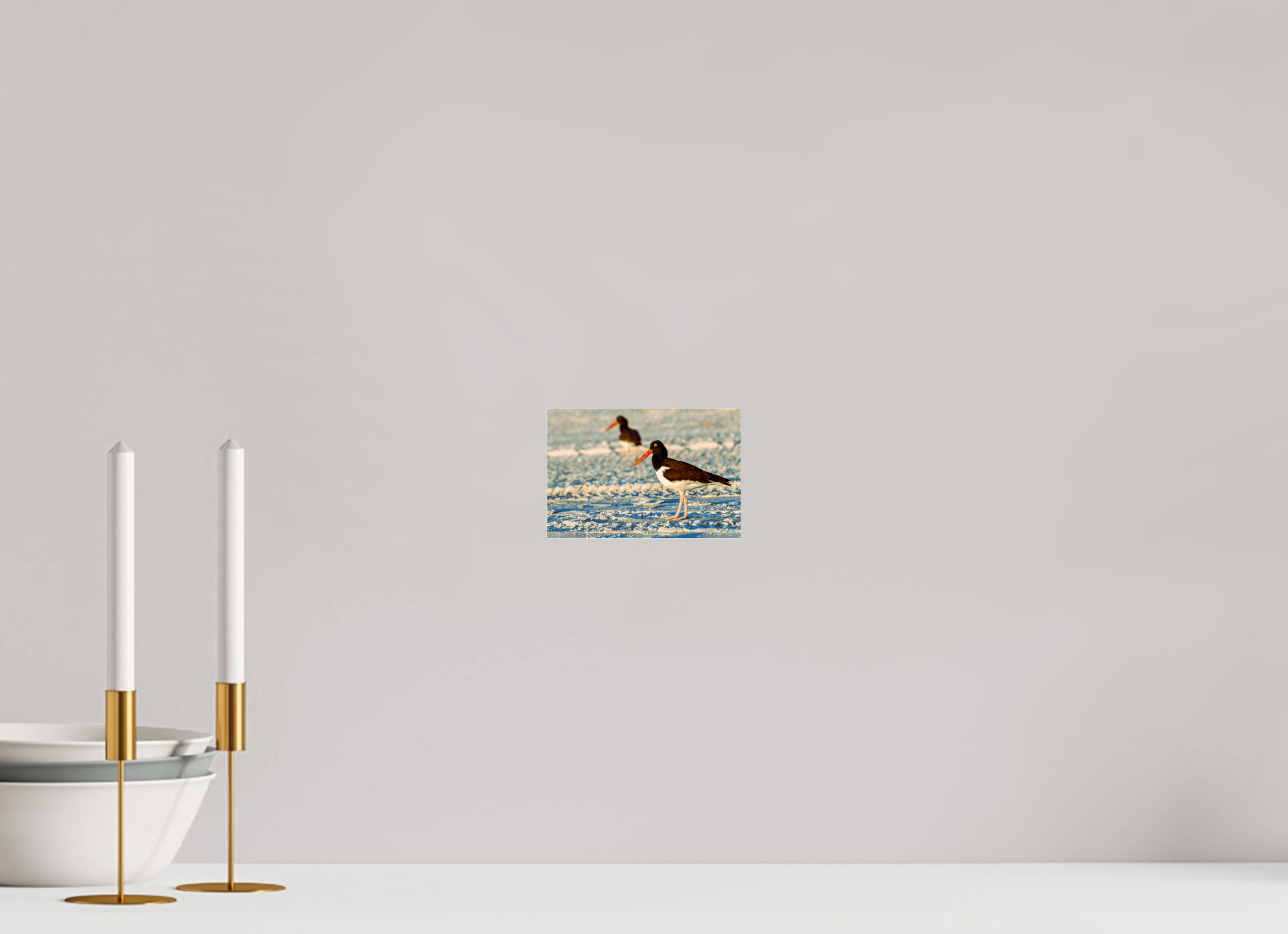 6 x 4″, Metallic Photo Print Under Acrylic Glass Oystercatcher Stroll