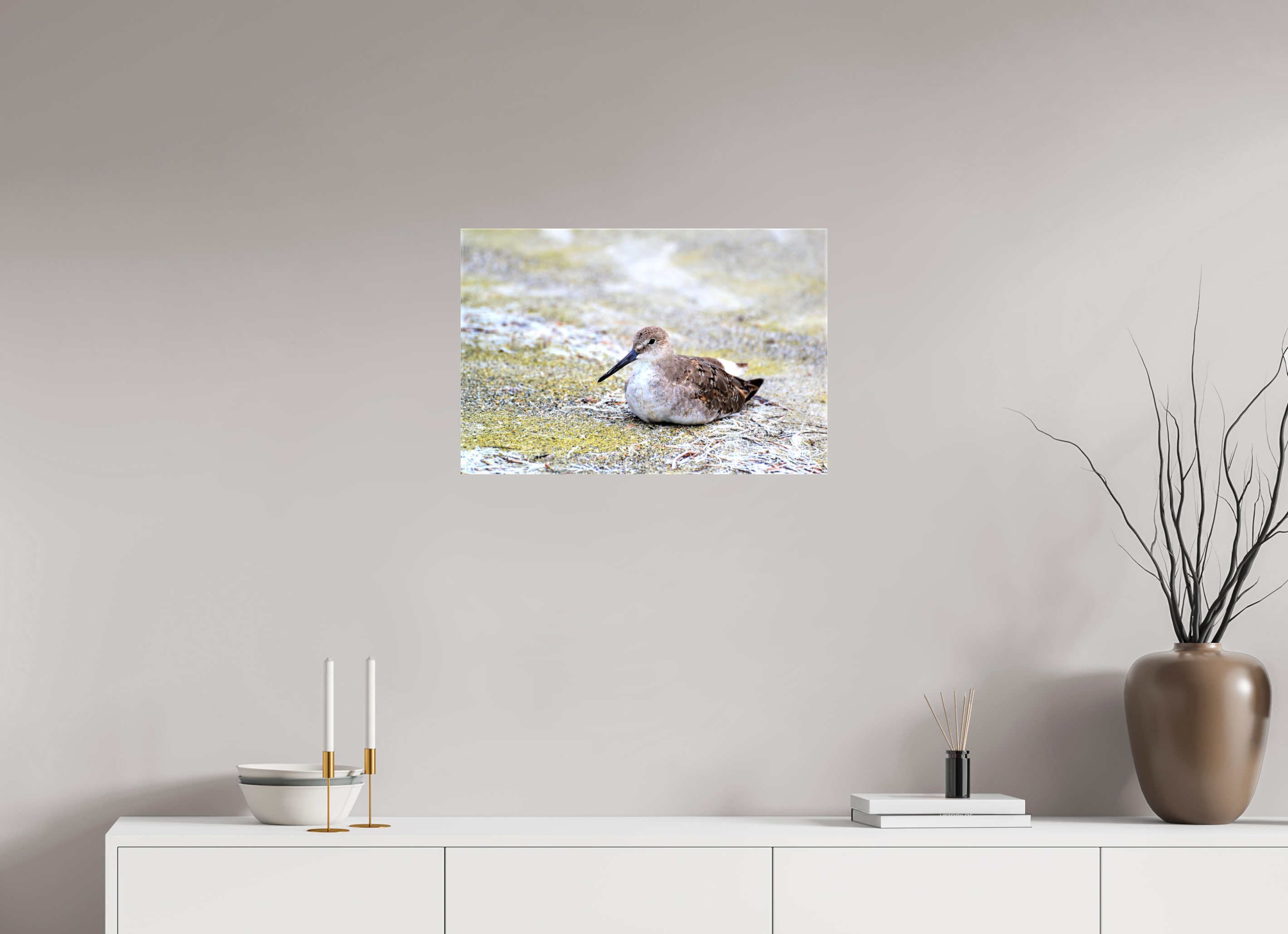 24 x 16″, Glossy Canvas on Stretcher Frame, 1,57" Wrapped The Resting Willet