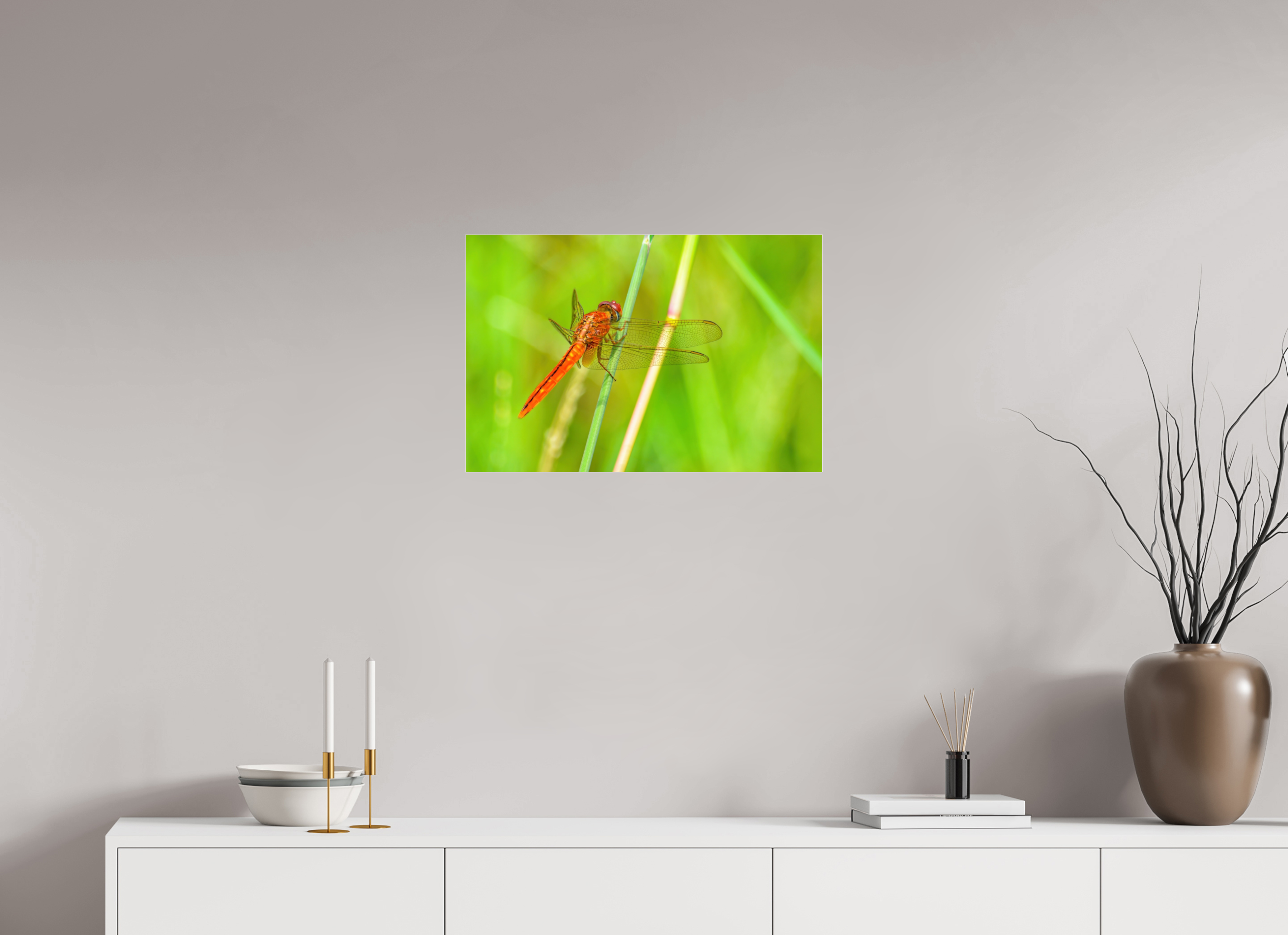 24 x 16″, Metallic Photo Print Under Acrylic Glass Resting Scarlet Skimmer