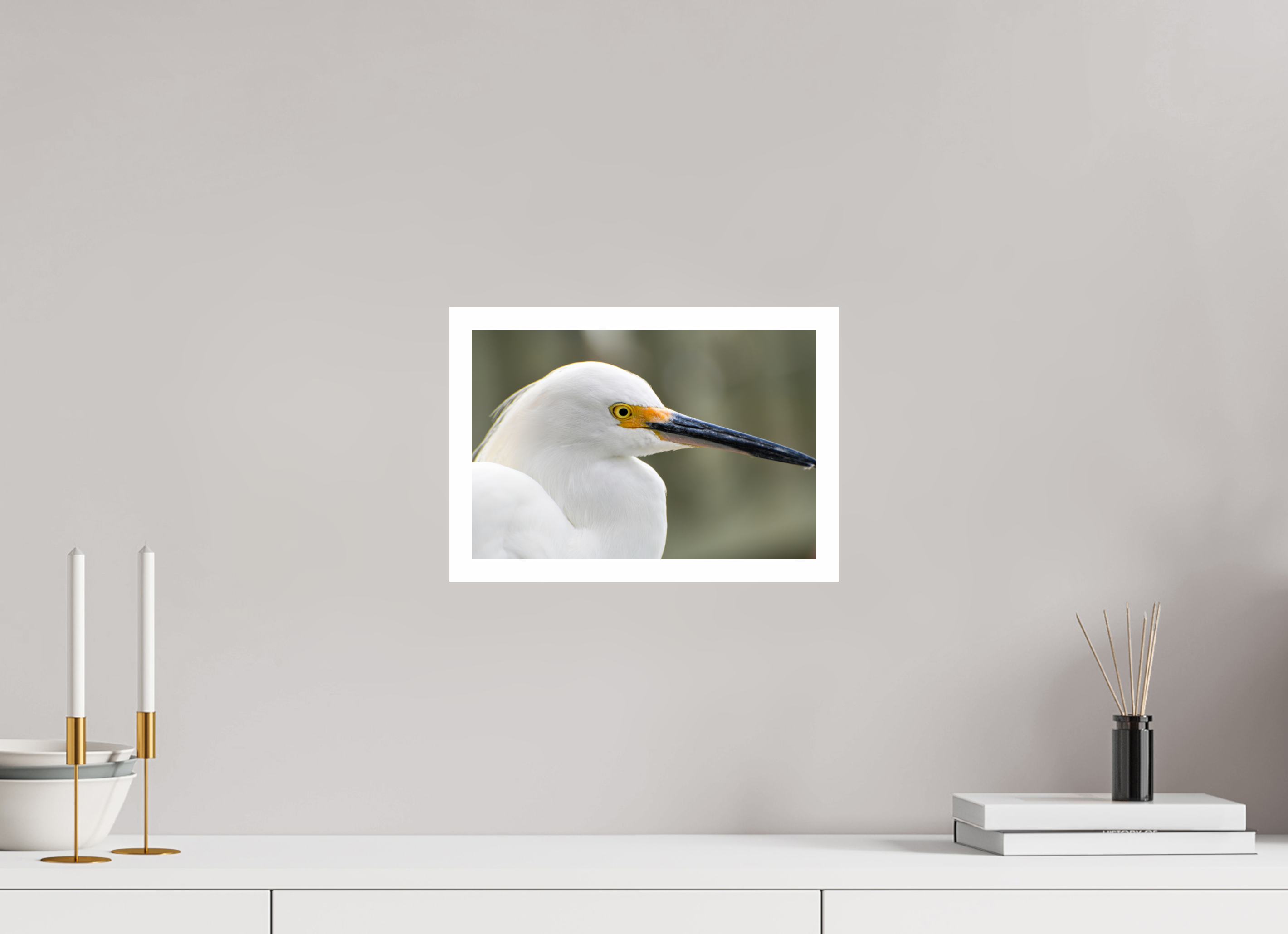 12 x 8″, Hahnemühle FineArt Pearl Print, .79" white border The White Plume: Snowy Egret Portrait