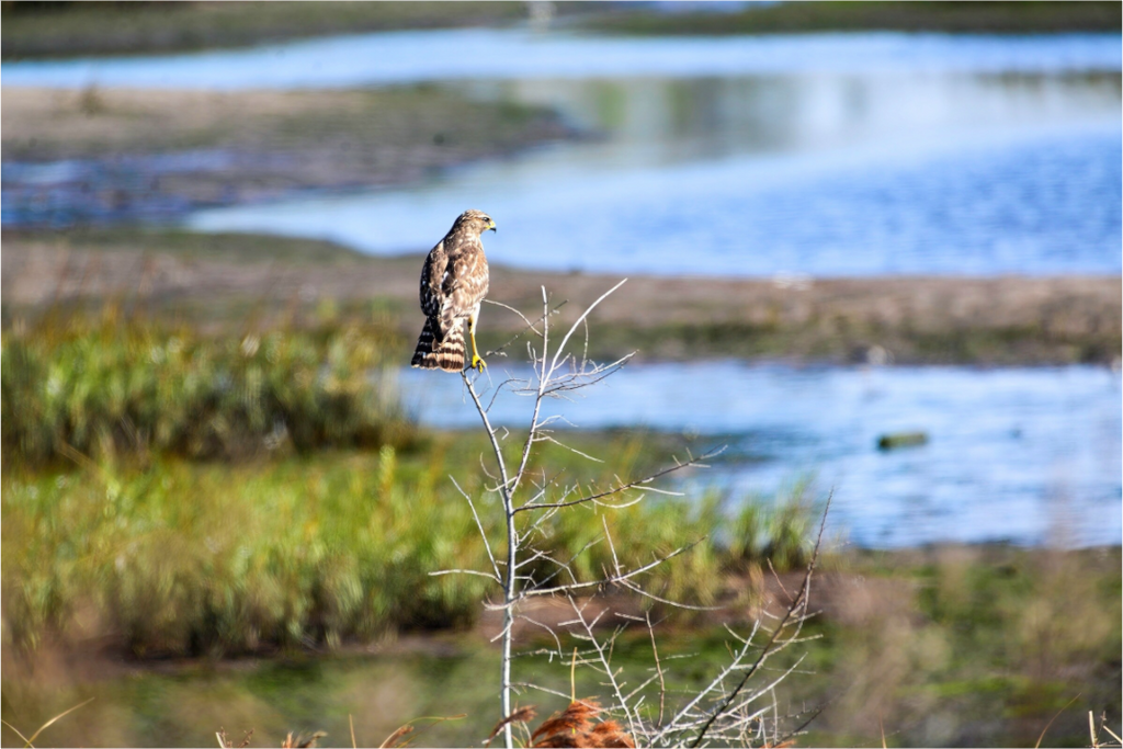 Main image Guardian of the Marsh