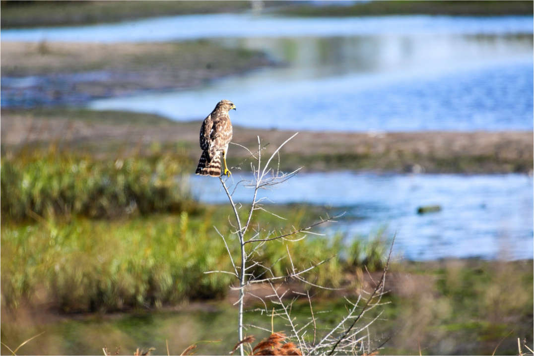 Main image Guardian of the Marsh