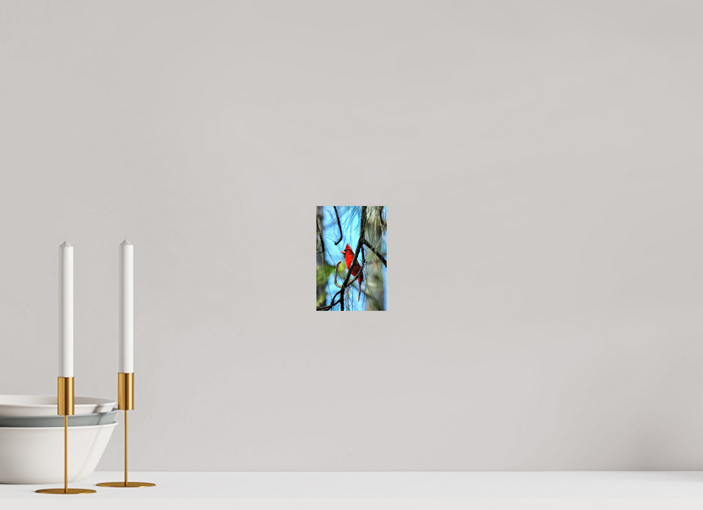 4 x 6″, Photo Print On Fuji Crystal DP II The Corkscrew Cardinal