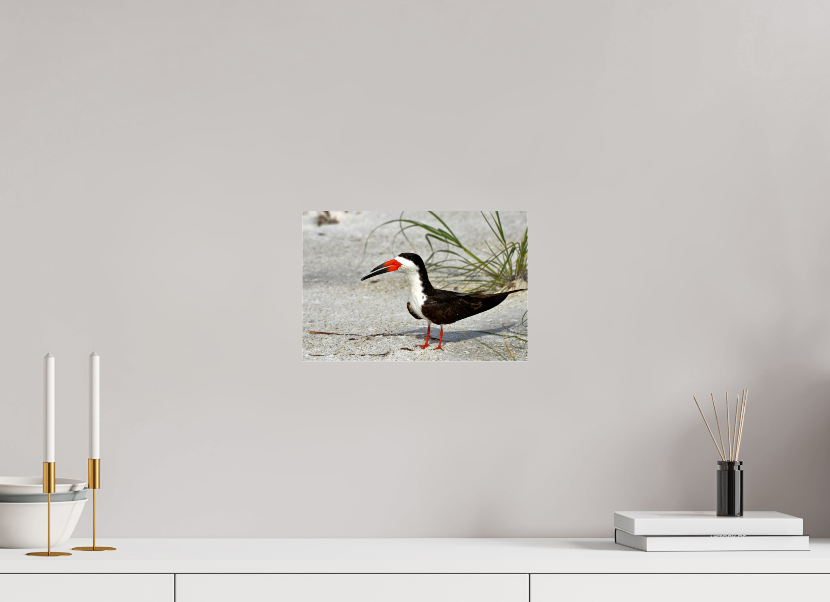 12 x 8″, Photo Print Fuji Crystal Archive Under Acrylic Glass Sand & Black Skimmer