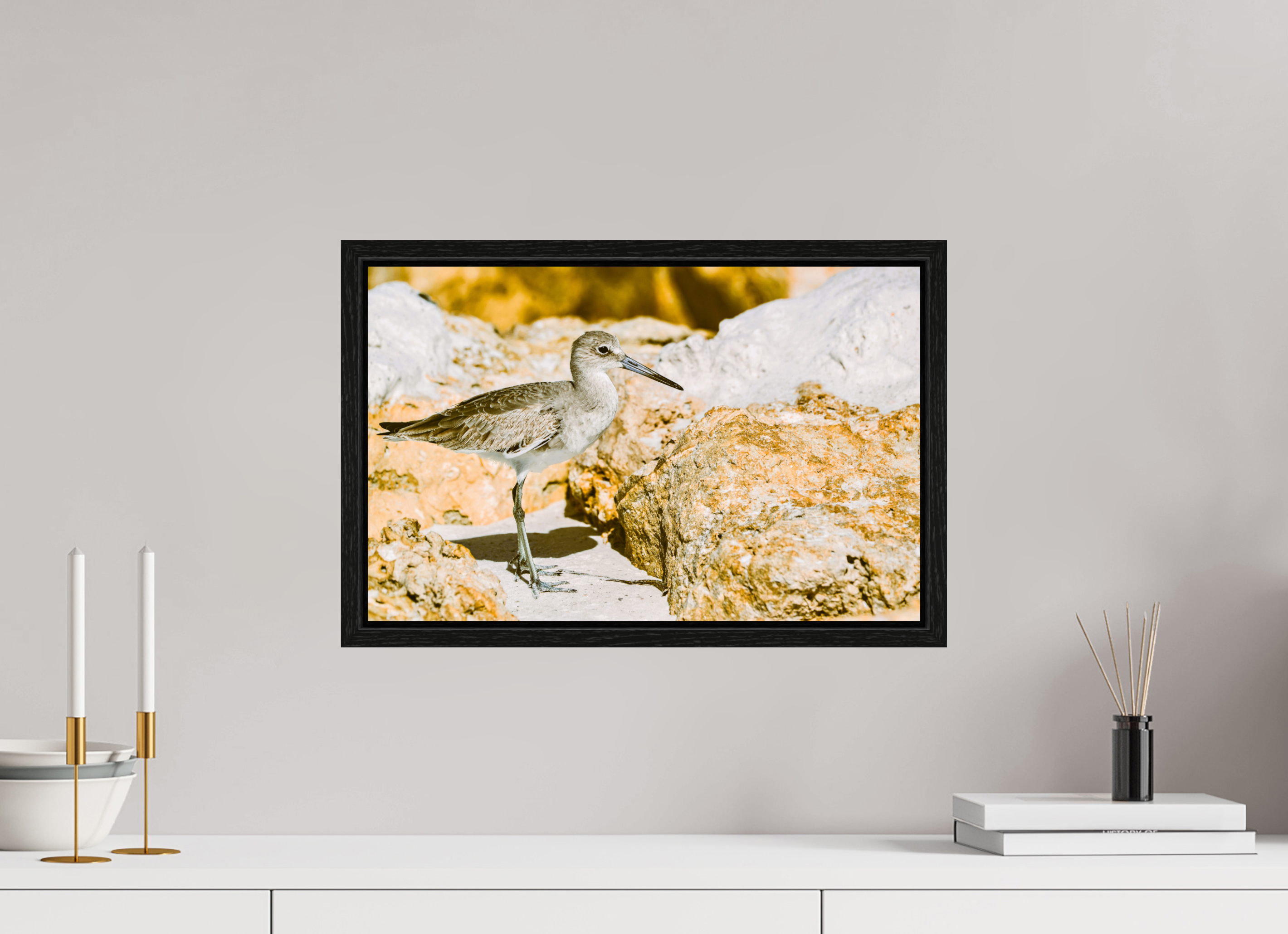 18.7 x 12″, Floater Frame The Sunny Willet