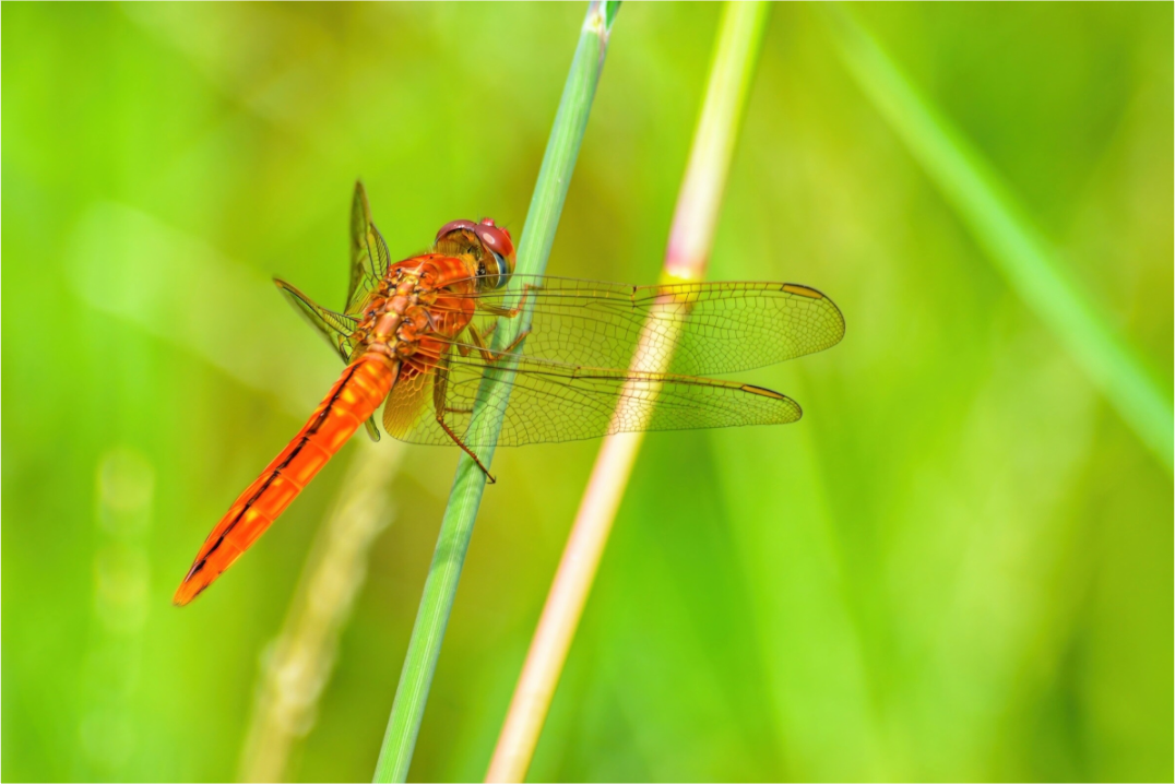 Main image Resting Scarlet Skimmer