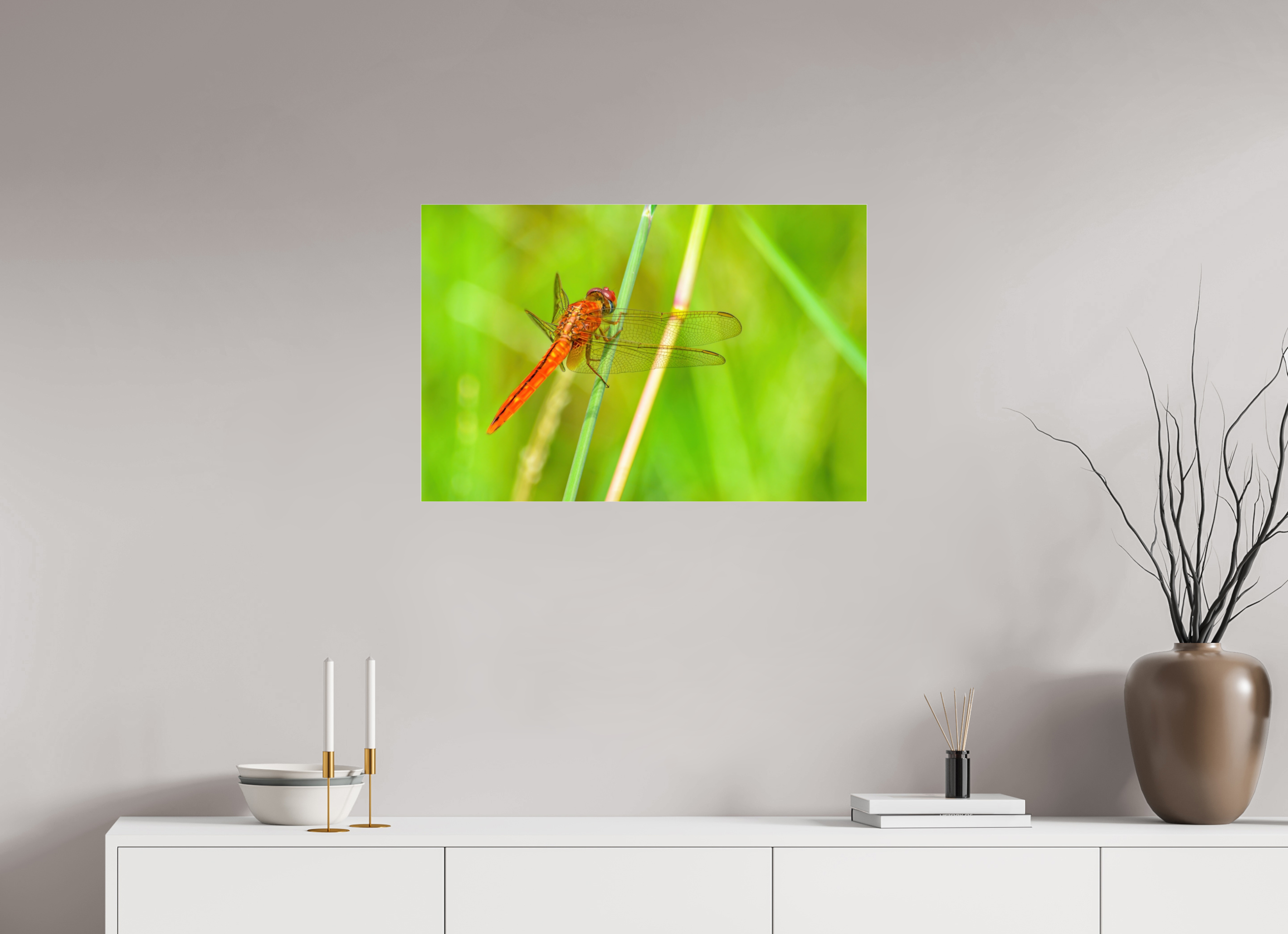 30 x 20″, Metallic Photo Print Under Acrylic Glass Resting Scarlet Skimmer