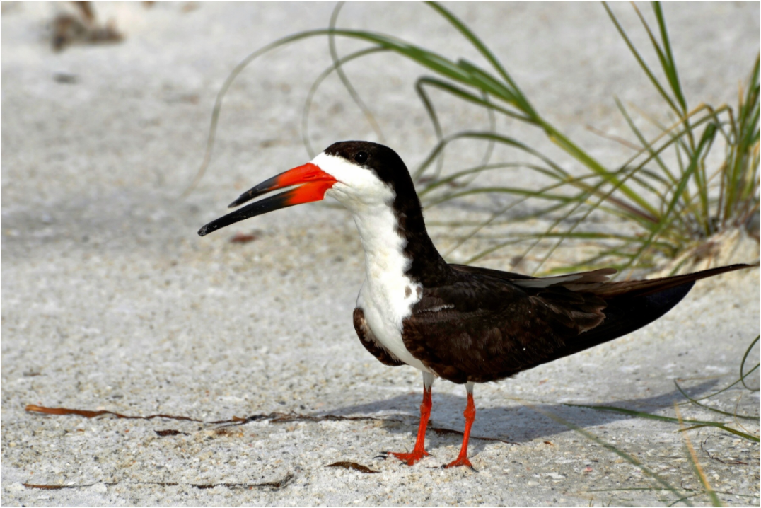 Main image Sand & Black Skimmer