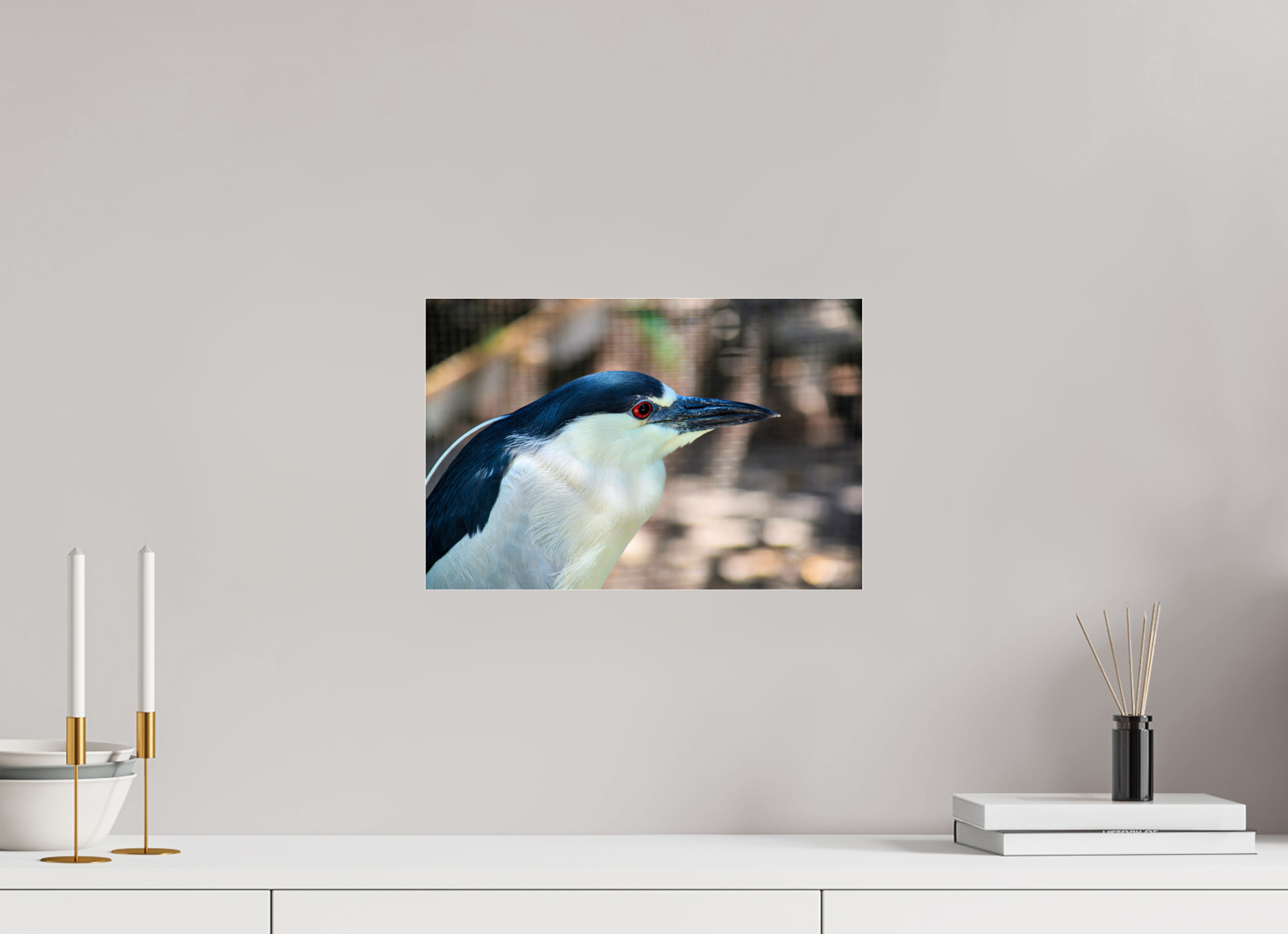 15 x 10″, Metallic Photo Print Under Acrylic Glass Black-crowned Night Heron