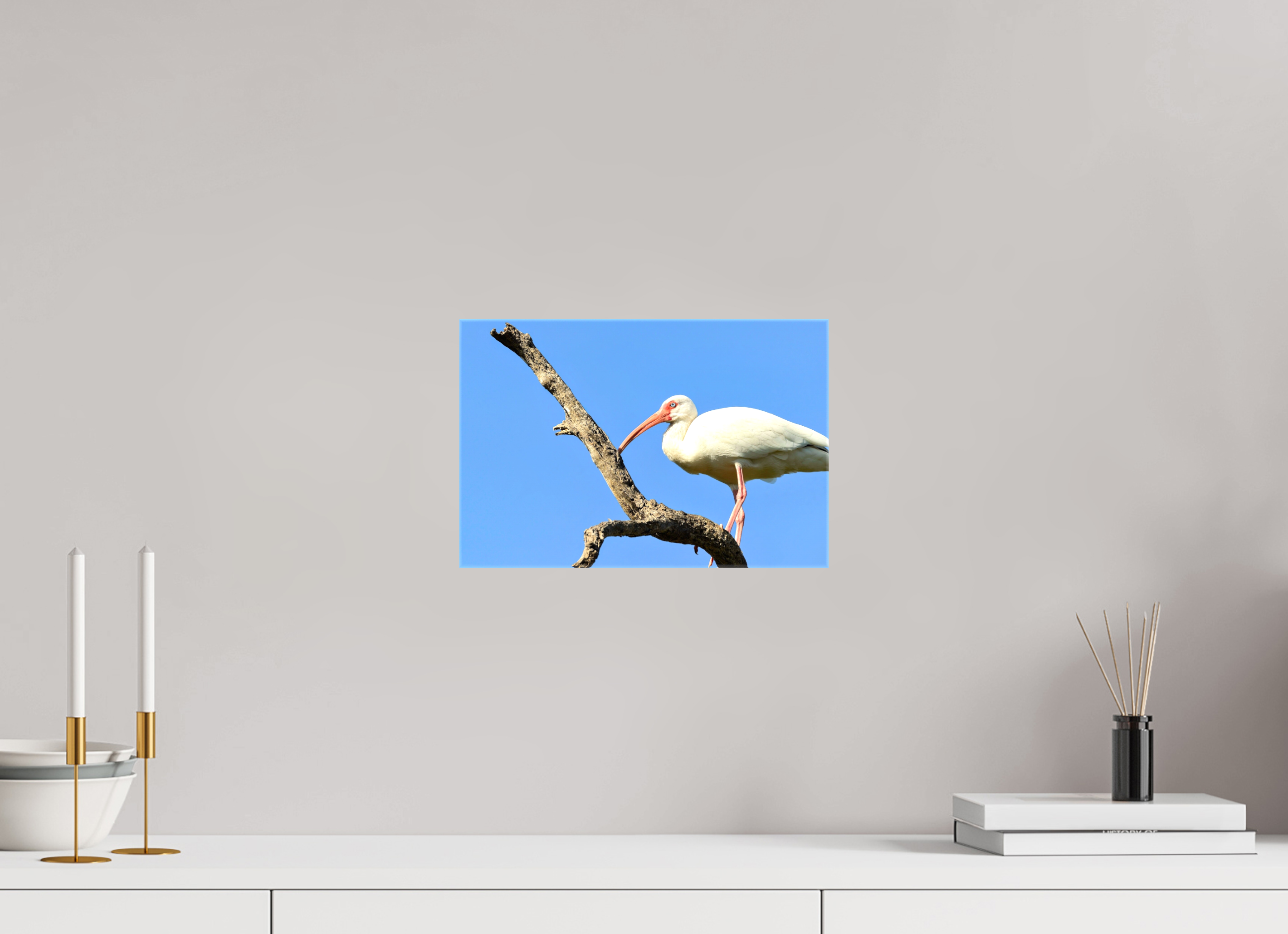 12 x 8″, Glossy Canvas on Stretcher Frame, 1,57" Wrapped Azure Solitude: The American White Ibis