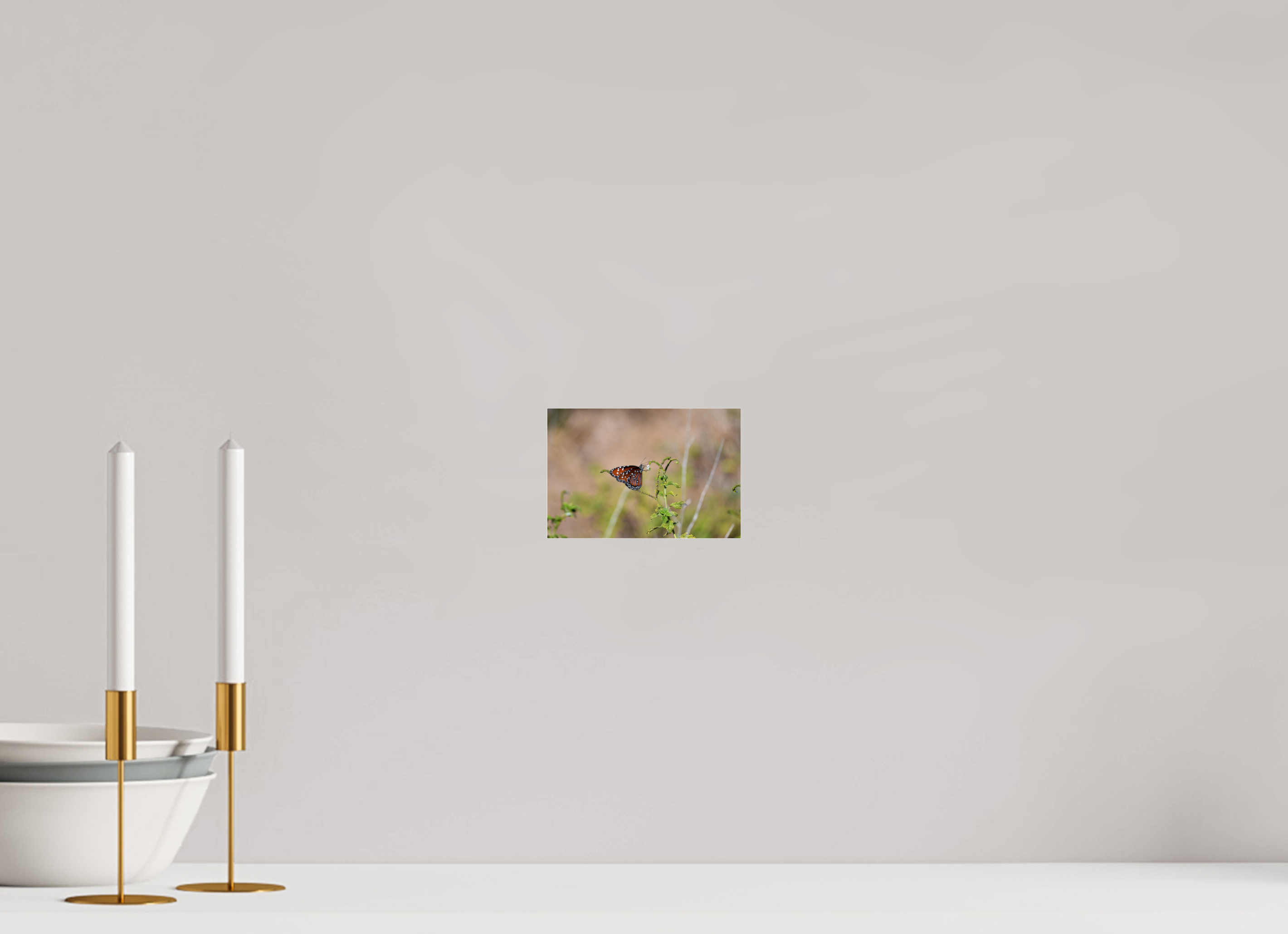 6 x 4″, Photo Print Under Acrylic Glass Queen Butterfly