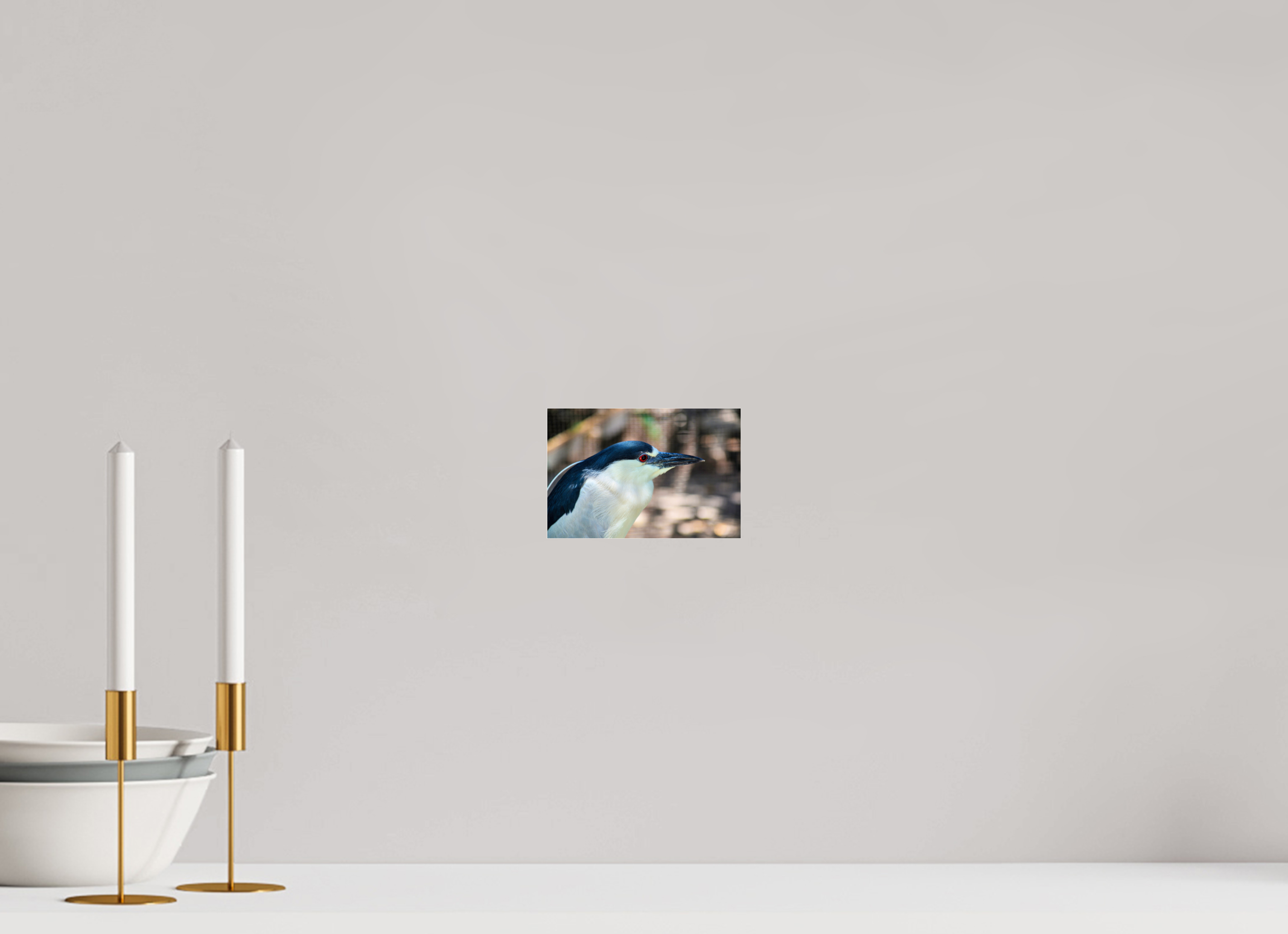 6 x 4″, Metallic Photo Print Under Acrylic Glass Black-crowned Night Heron