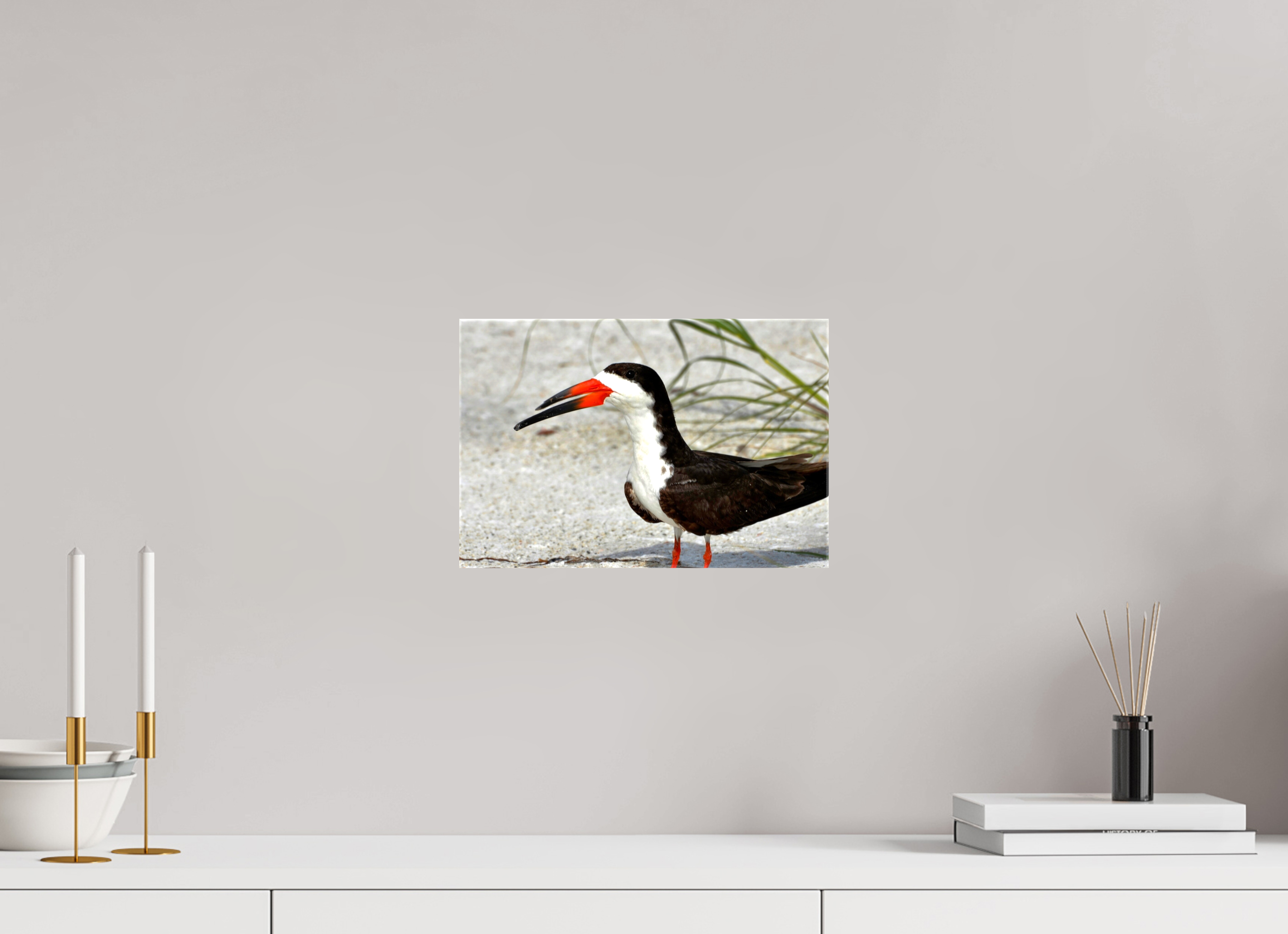 12 x 8″, Glossy Canvas on Stretcher Frame, 1,57" Wrapped Sand & Black Skimmer