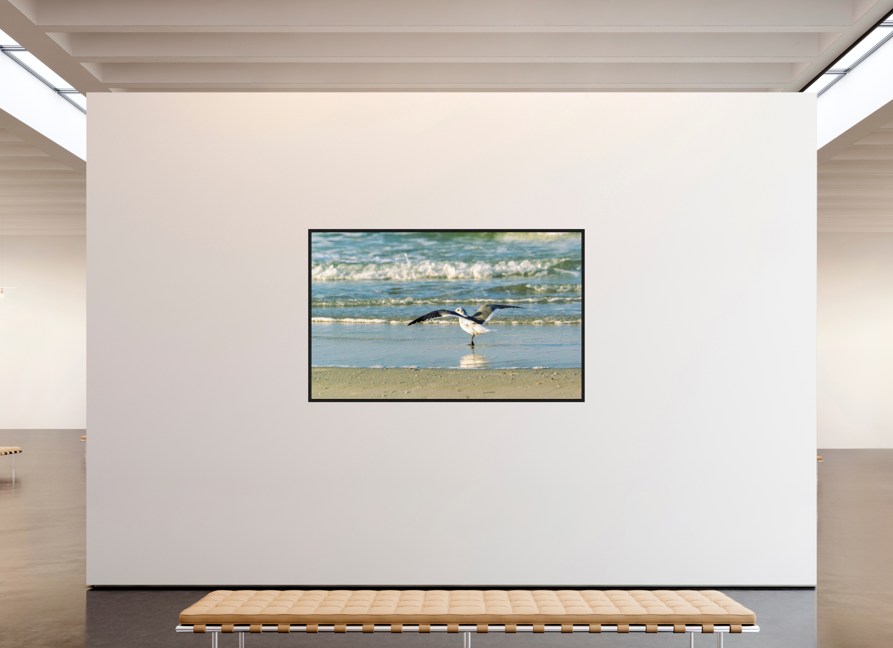 76.2 x 47″, Floater Frame Laughing Gull in Motion