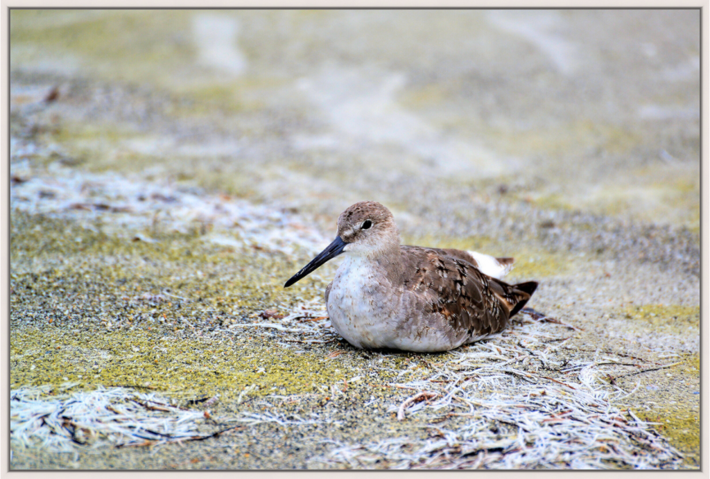 Main image The Resting Willet