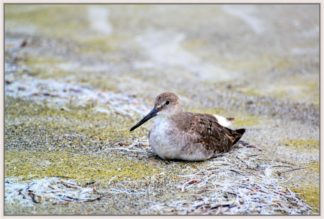 Main image The Resting Willet