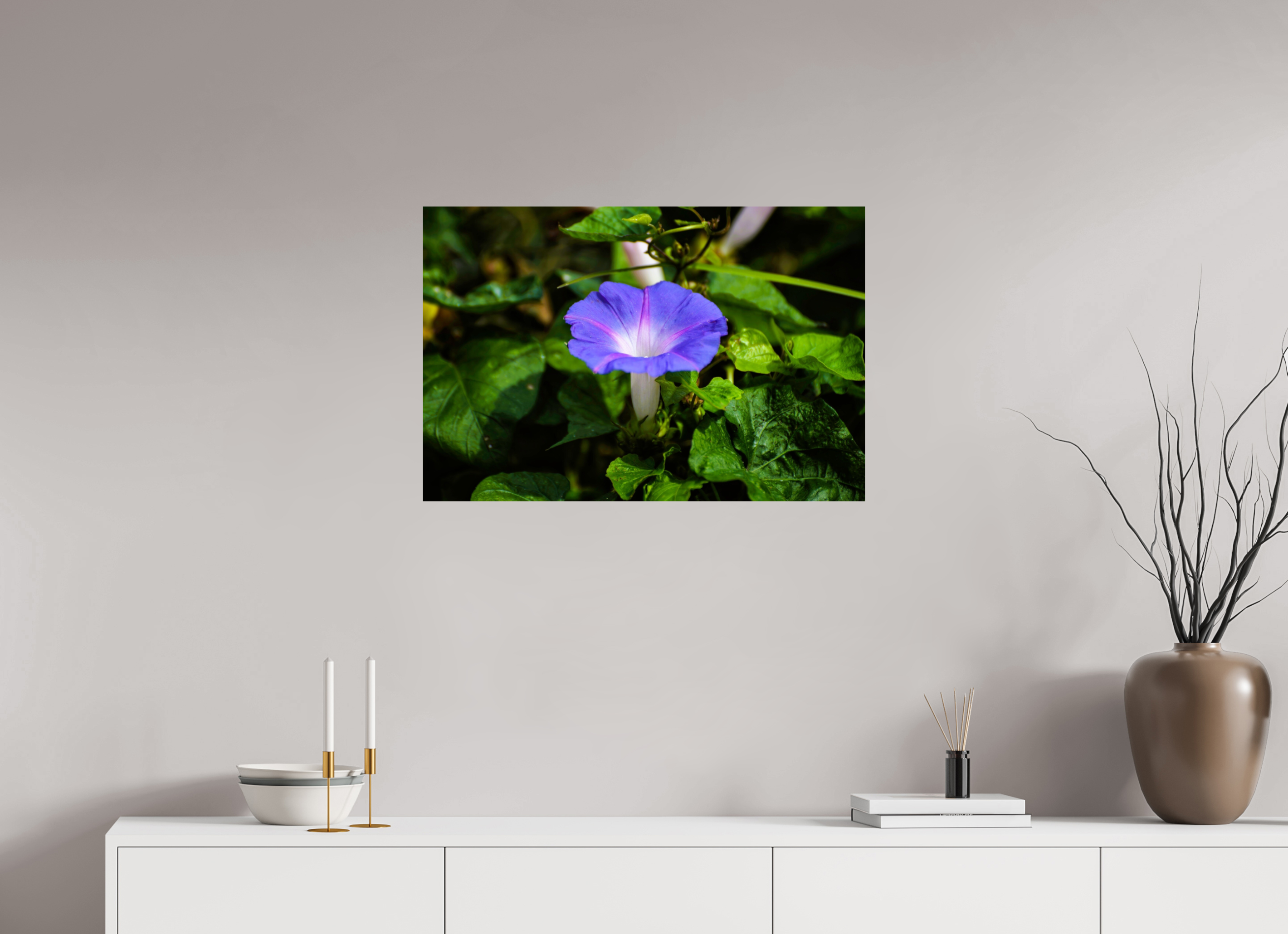 30 x 20″, Photo Print On Fuji Crystal DP II Heavenly Blue Morning Glory