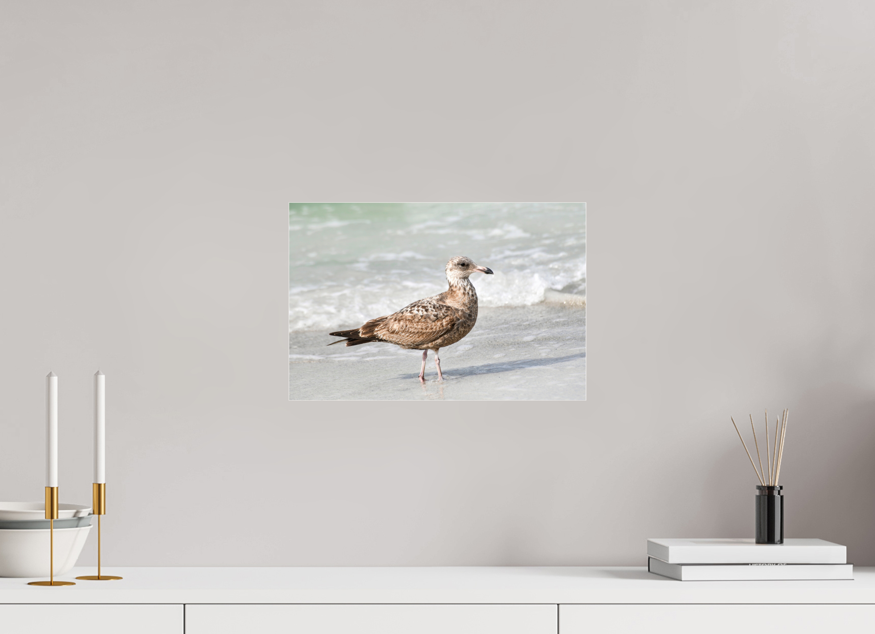 15 x 10″, Photo Print Fuji Crystal Archive Under Acrylic Glass The Young Explorer: Immature American Herring Gull