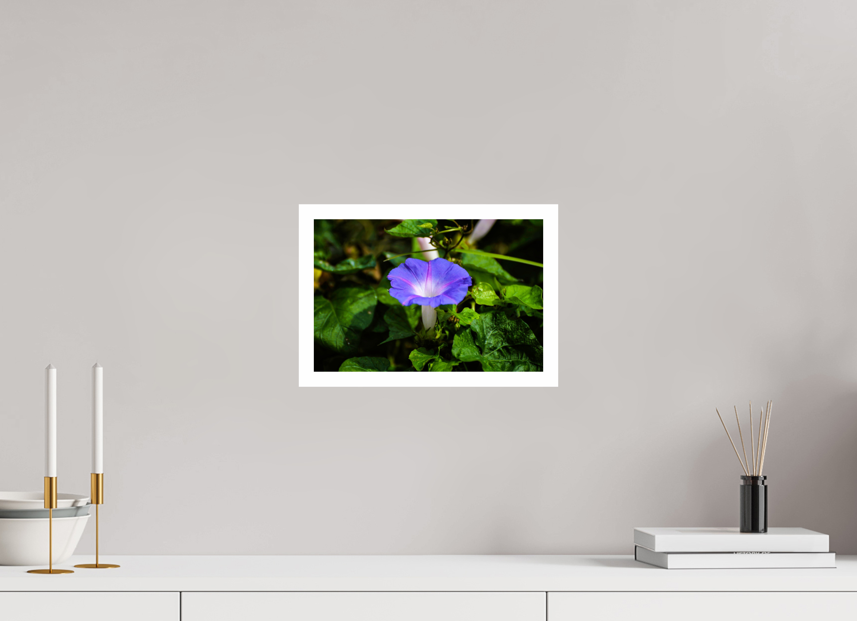 12 x 8″, Hahnemühle FineArt Pearl Print, .79" white border Heavenly Blue Morning Glory