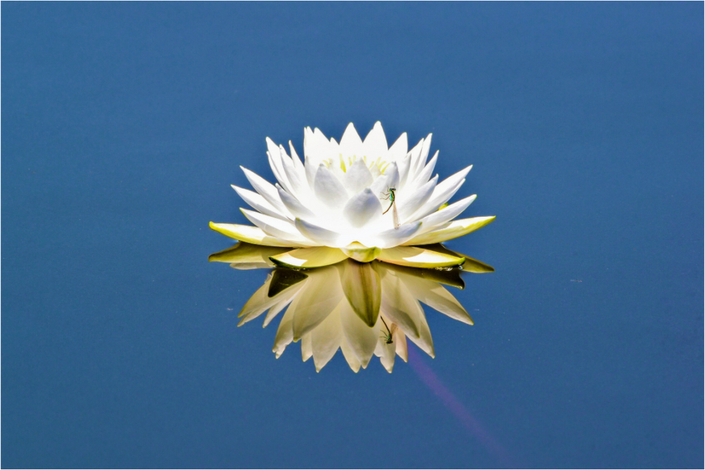 Main image Floating Grace