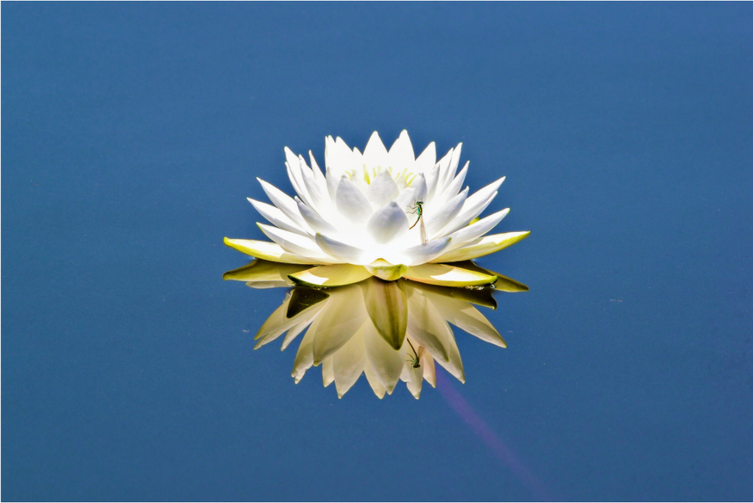 Main image Floating Grace