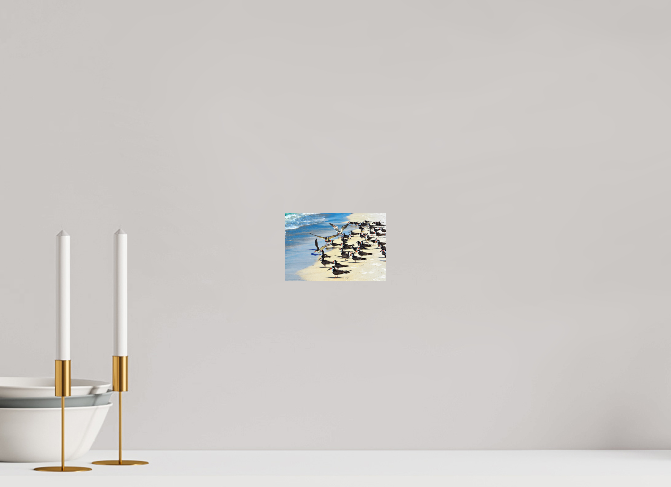 6 x 4″, Photo Print Fuji Crystal Archive Under Acrylic Glass Shoreline Social: Black Skimmer Colony