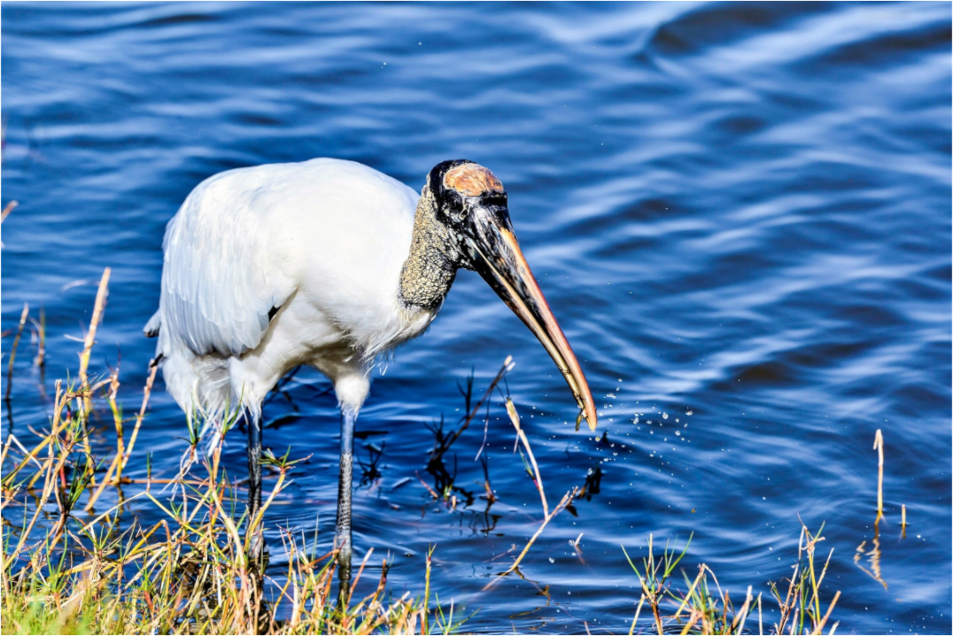Main image The Morning Catch: Wood Stork in Action