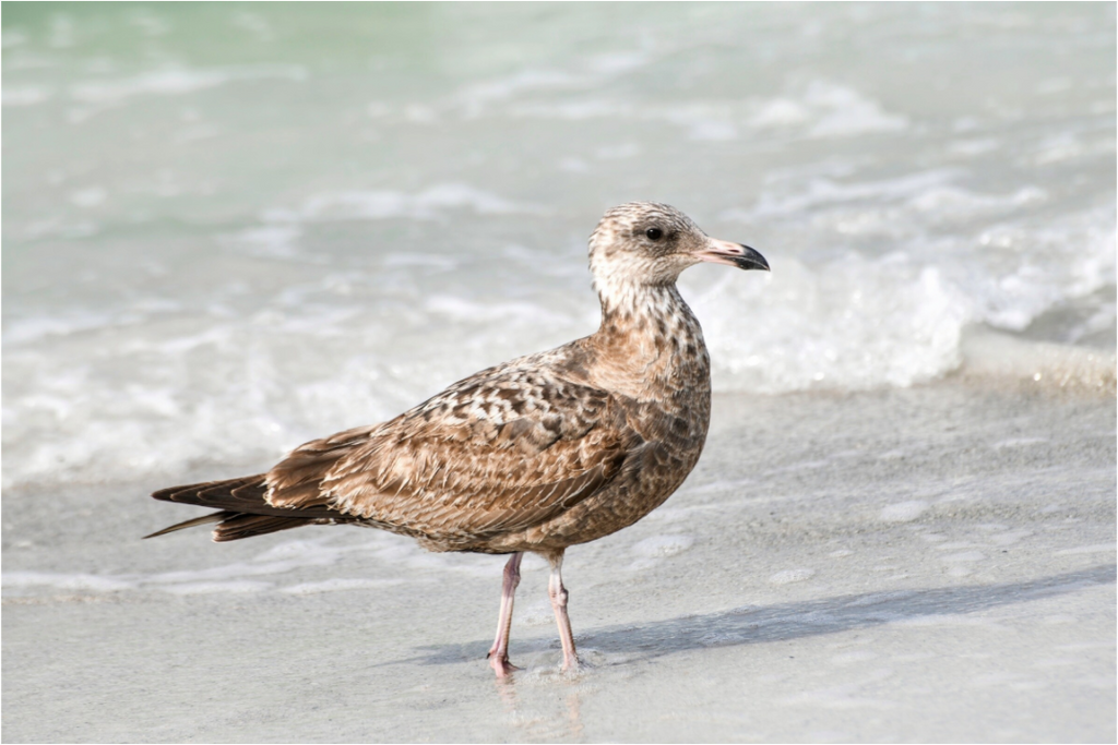 Main image The Young Explorer: Immature American Herring Gull
