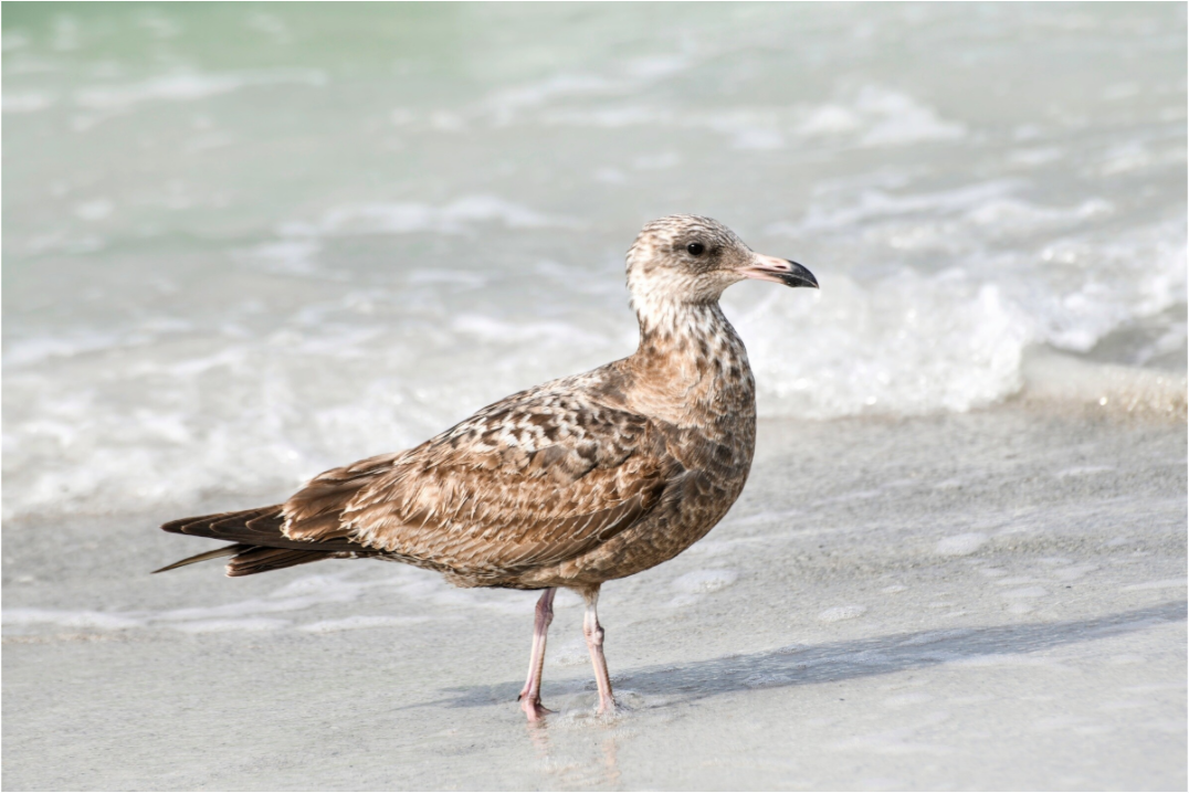 Main image The Young Explorer: Immature American Herring Gull